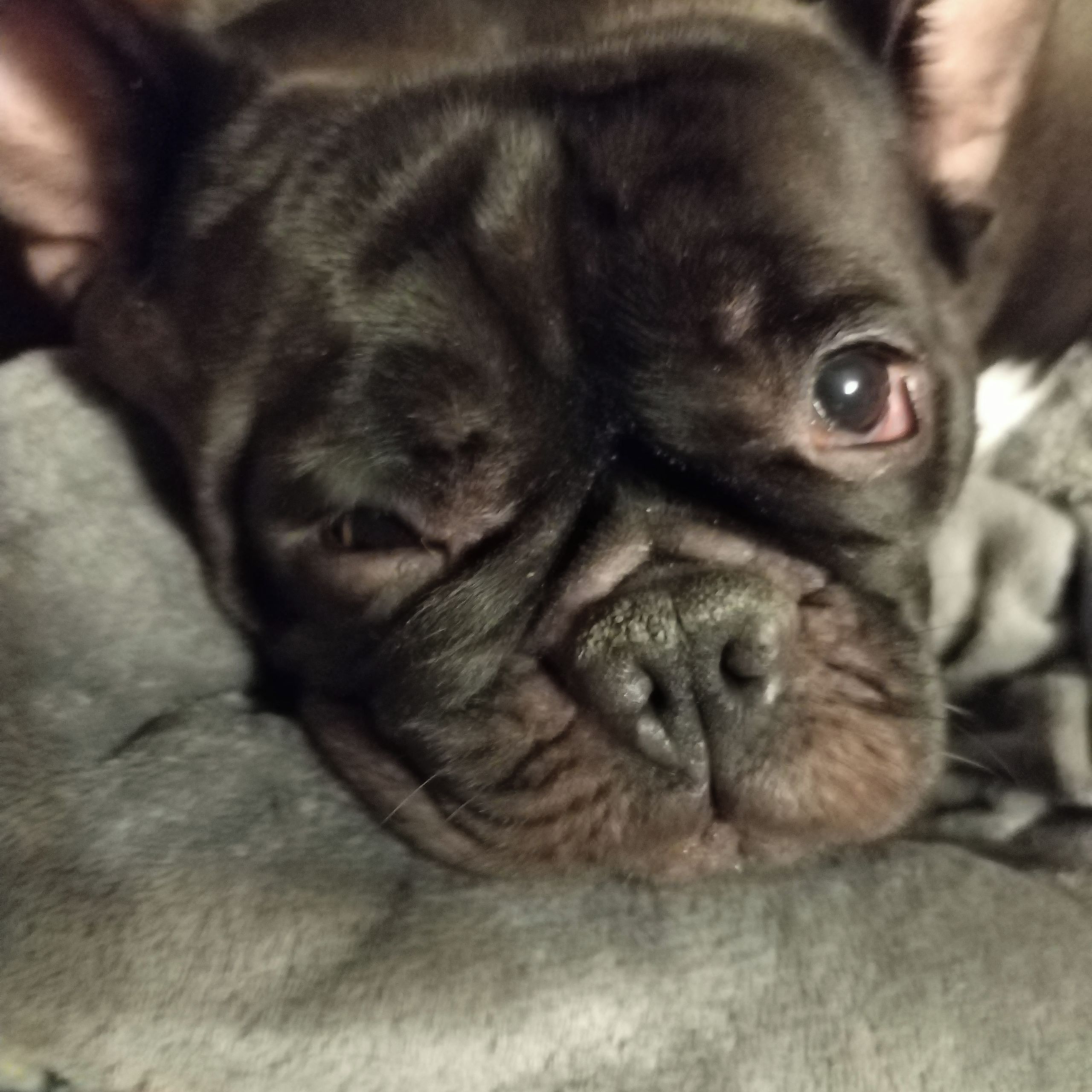 Soutěžní fotografie - Líza,  Francouzský buldoček