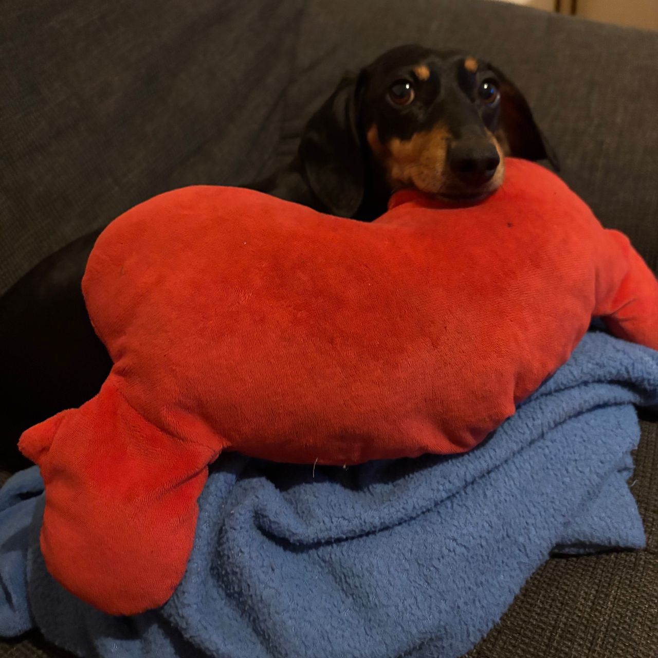 Soutěžní fotografie - MEGIE,  Jezevčík