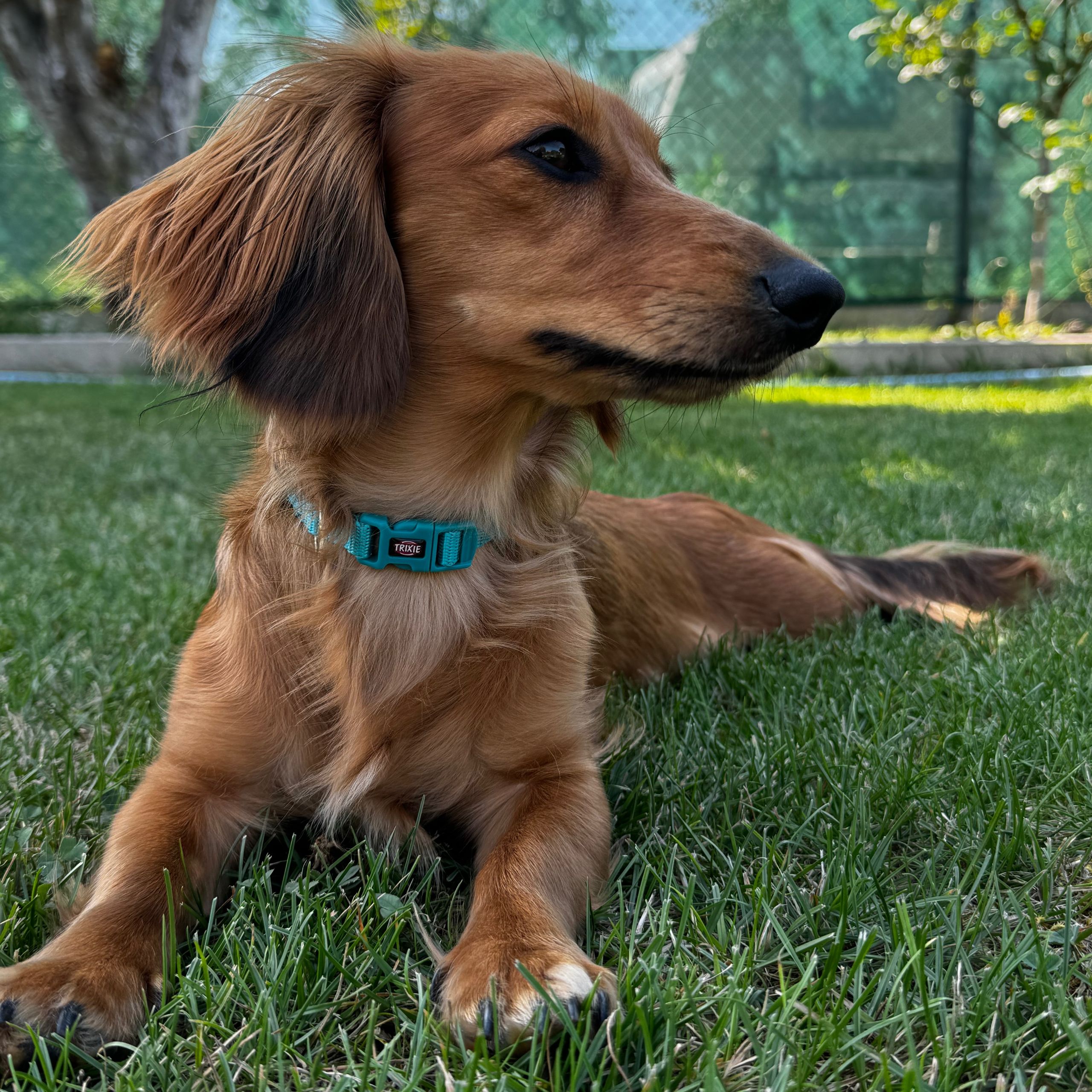 Soutěžní fotografie - Arabella,  Jezevčík