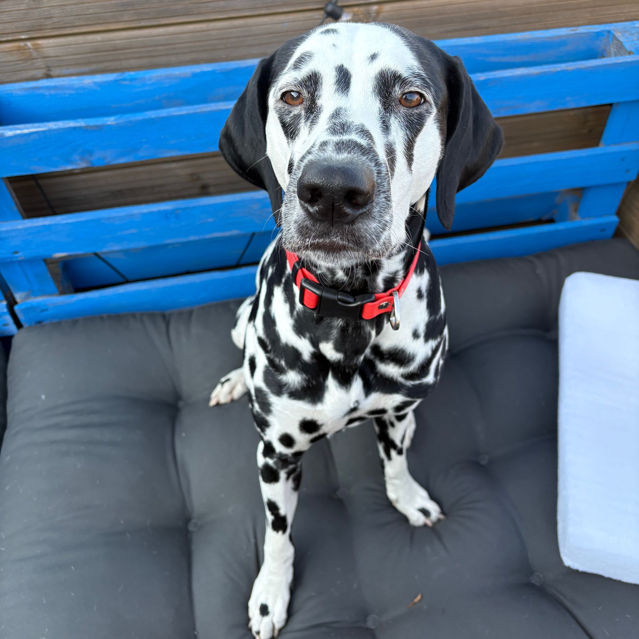 Soutěžní fotografie - Julie,  Dalmatin