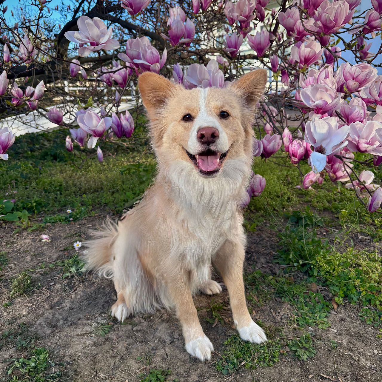 Soutěžní fotografie - Sven,  Ostatní