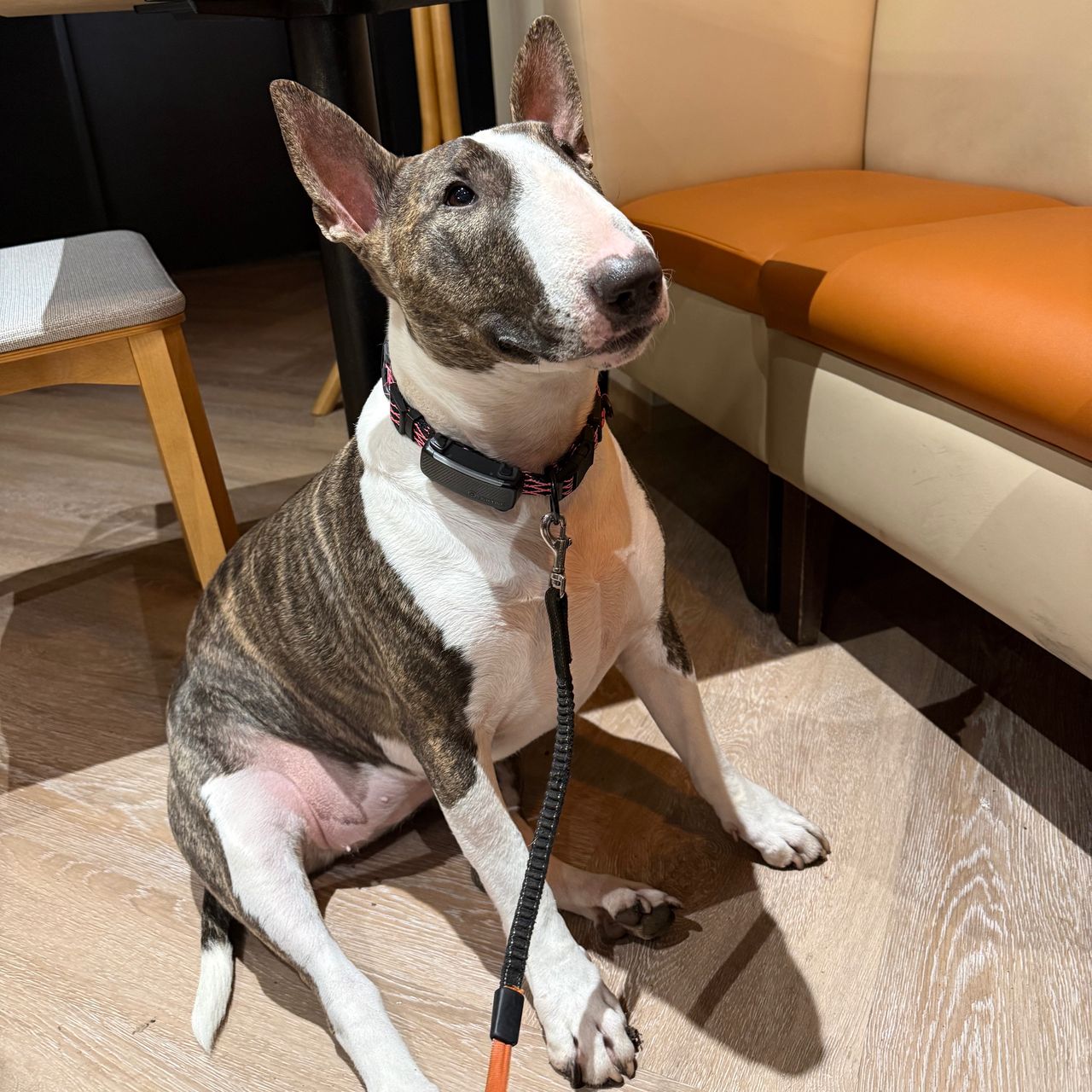 Soutěžní fotografie - Daisy,  Bulteriér