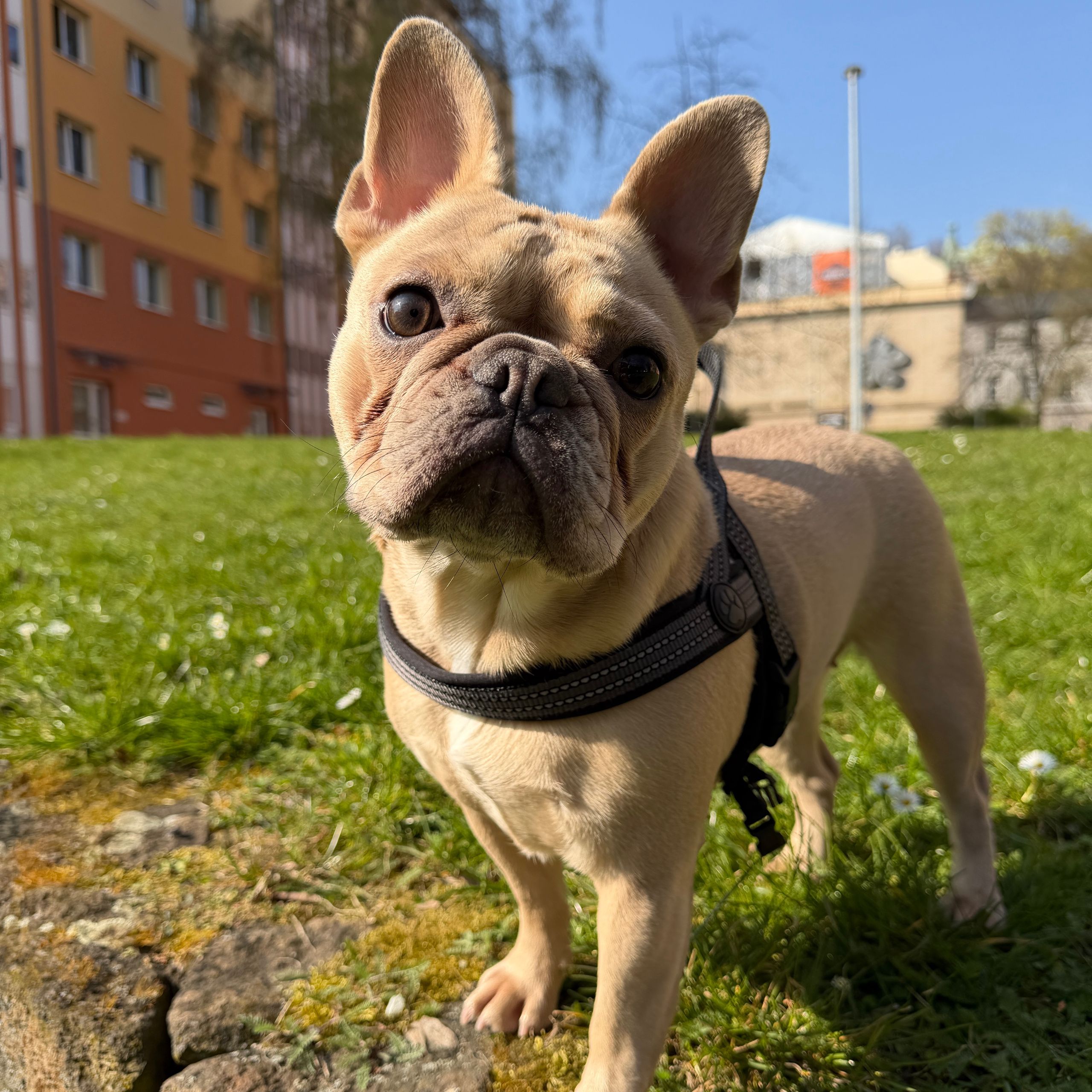 Soutěžní fotografie - Elinka,  Francouzský buldoček