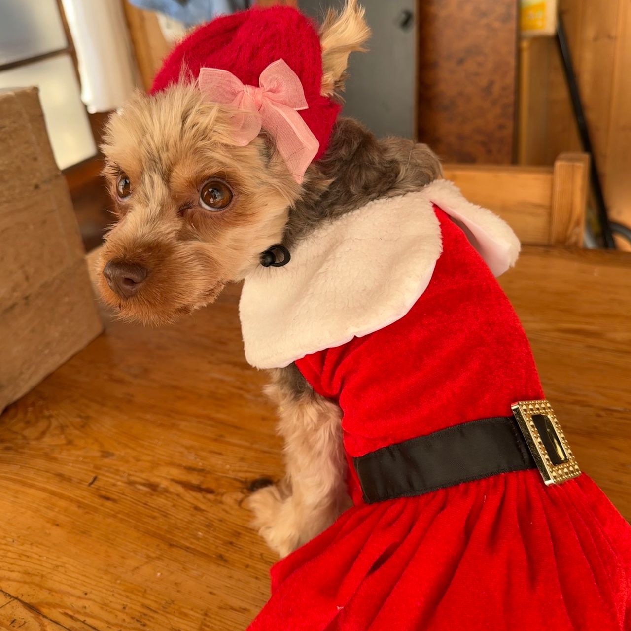 Soutěžní fotografie - Liv,  Yorkšírský terier