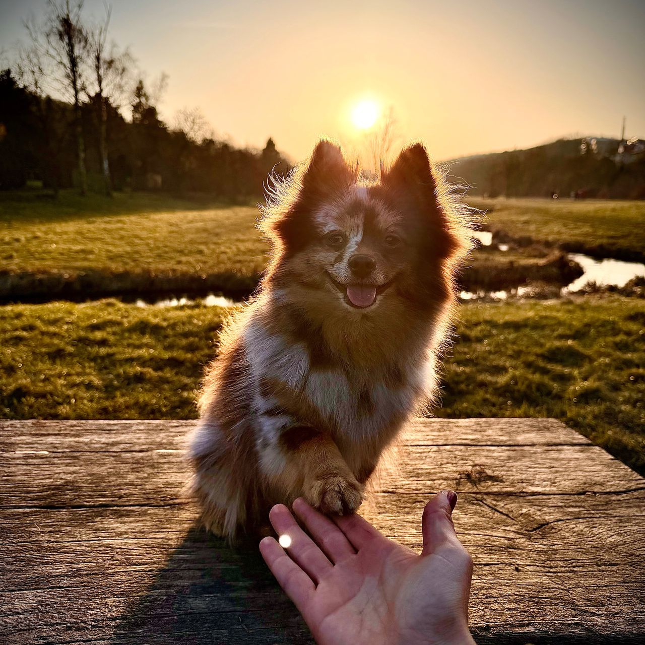 Soutěžní fotografie - Kimchi,  Německý špic