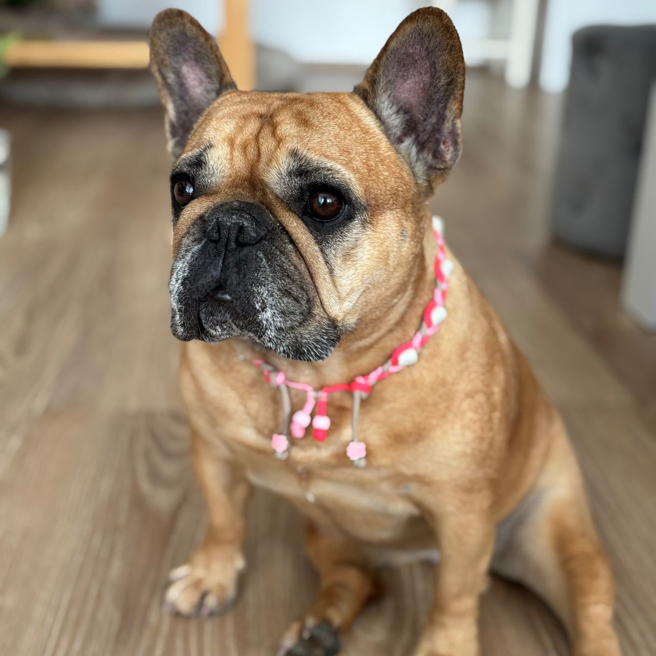 Soutěžní fotografie - Gigi,  Francouzský buldoček