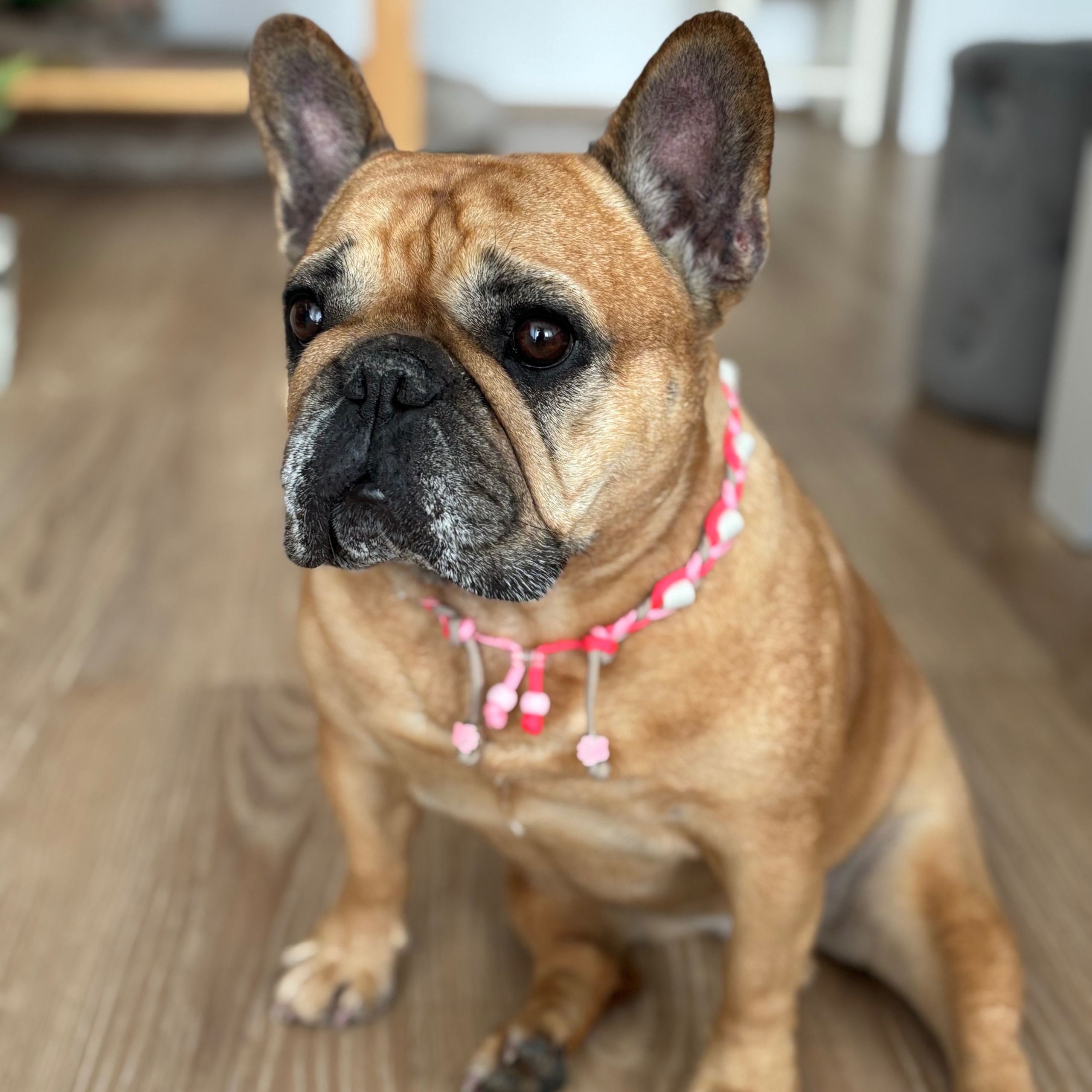 Soutěžní fotografie - Gigi,  Francouzský buldoček