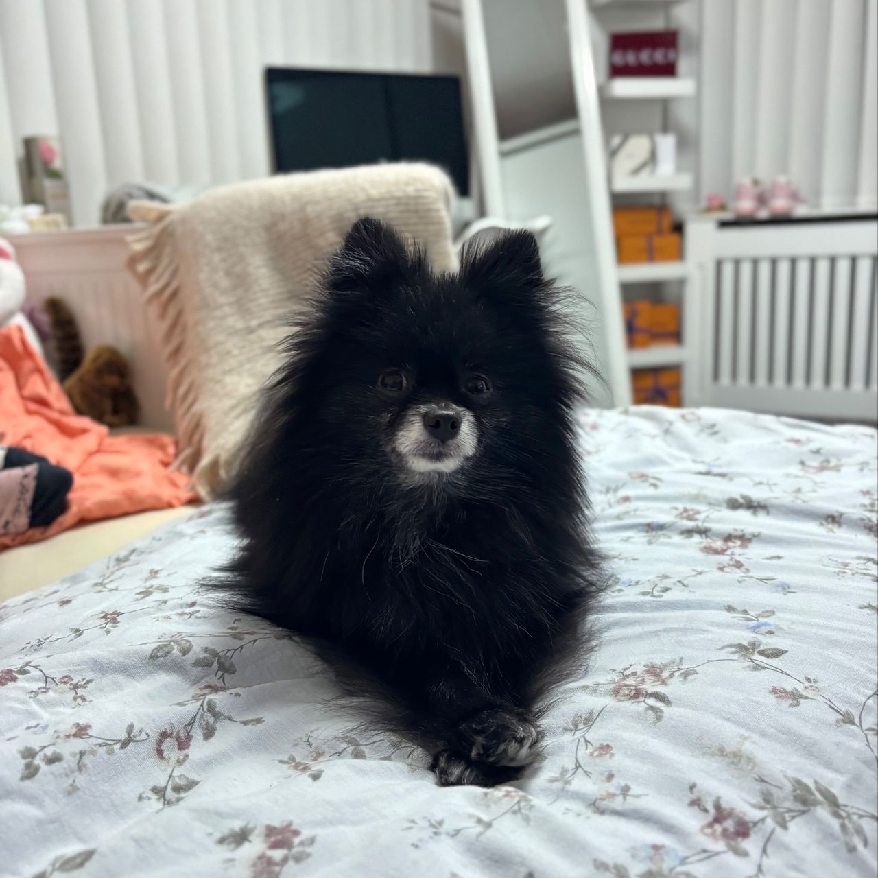 Soutěžní fotografie - Kulička,  Německý špic trpasličí