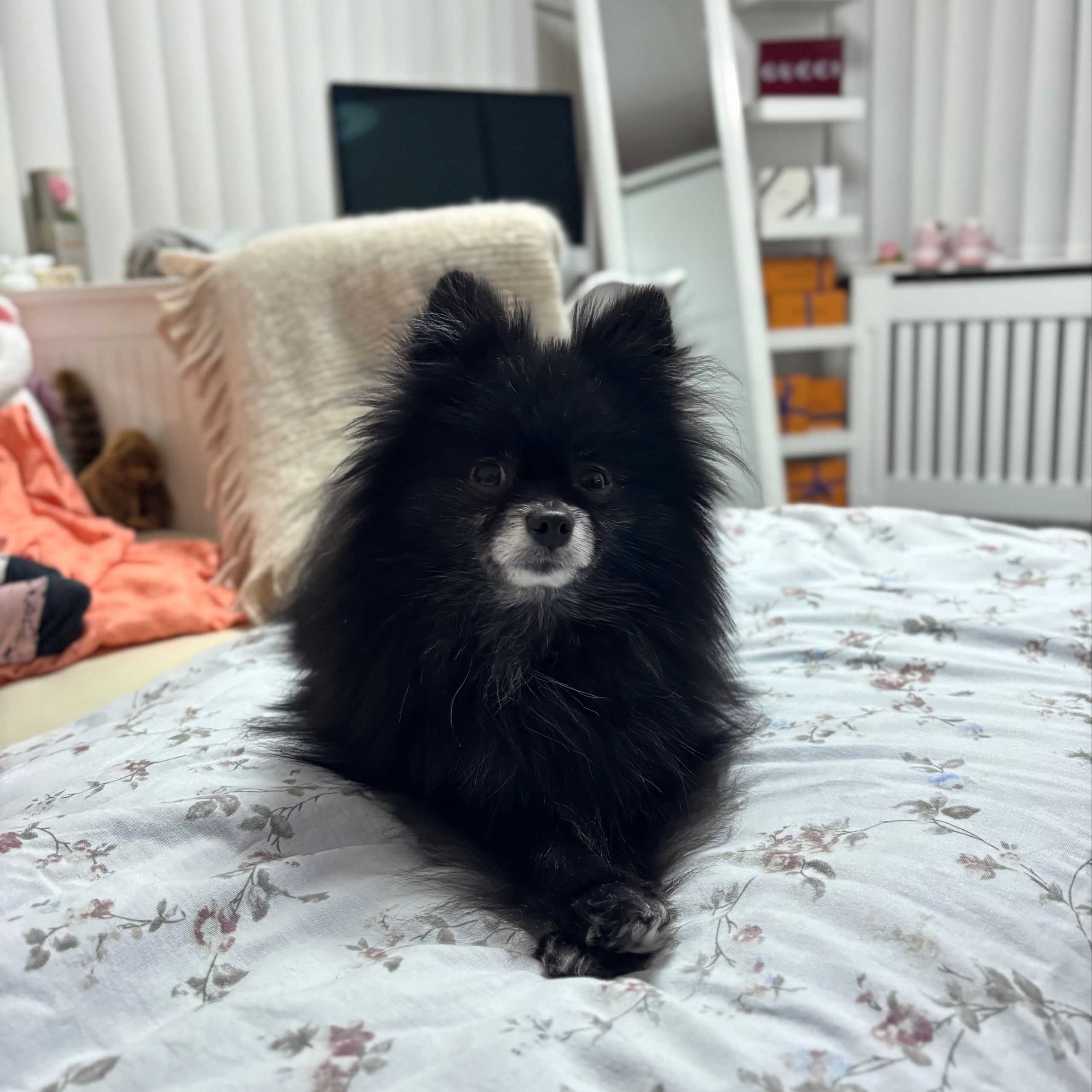 Soutěžní fotografie - Kulička,  Německý špic trpasličí