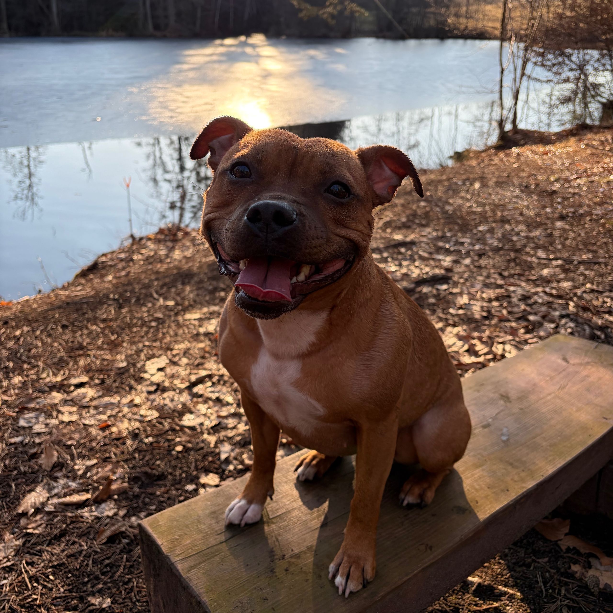 Soutěžní fotografie - Medynka,  Stafordšírský bullterier