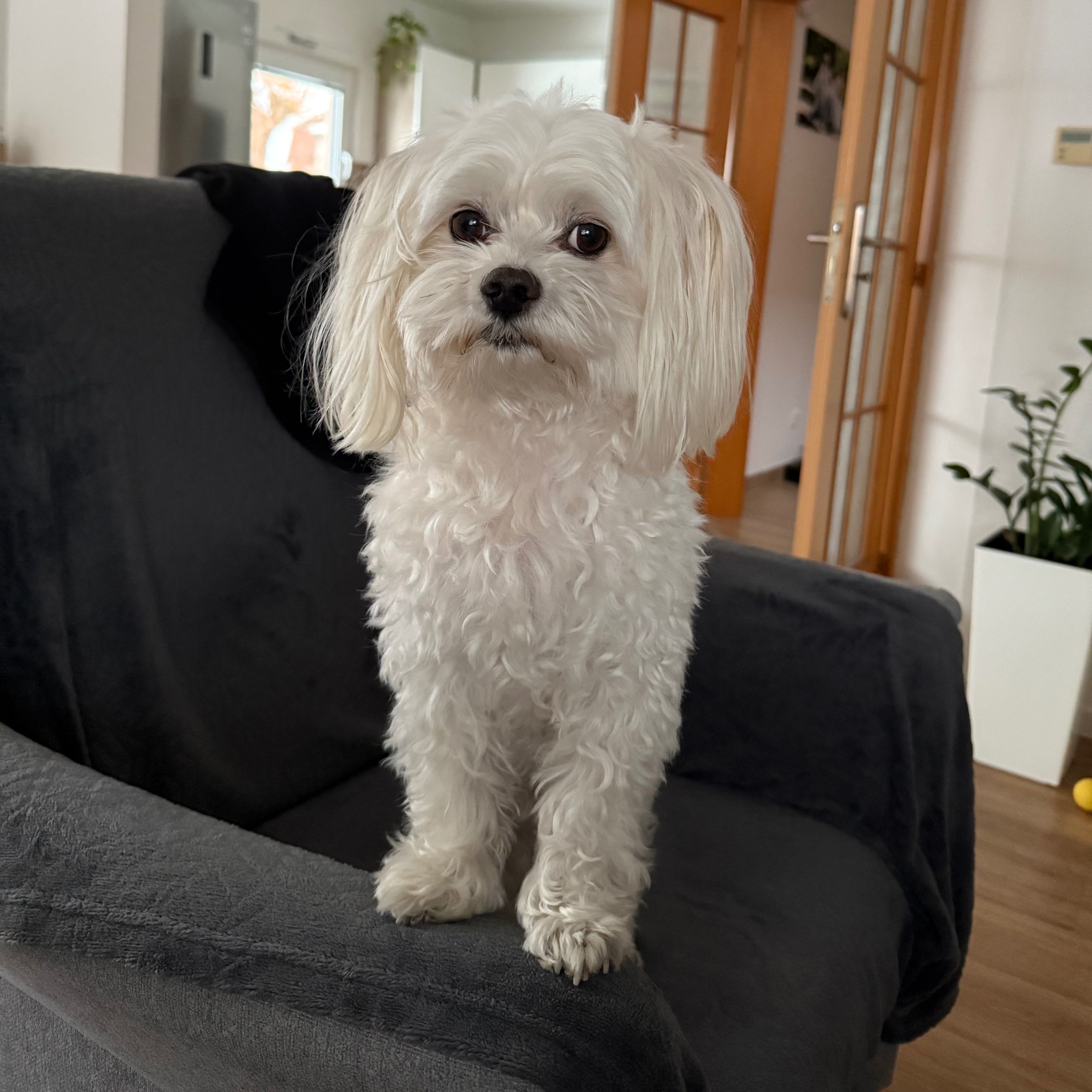 Soutěžní fotografie - Mikýsek,  Maltézský psík