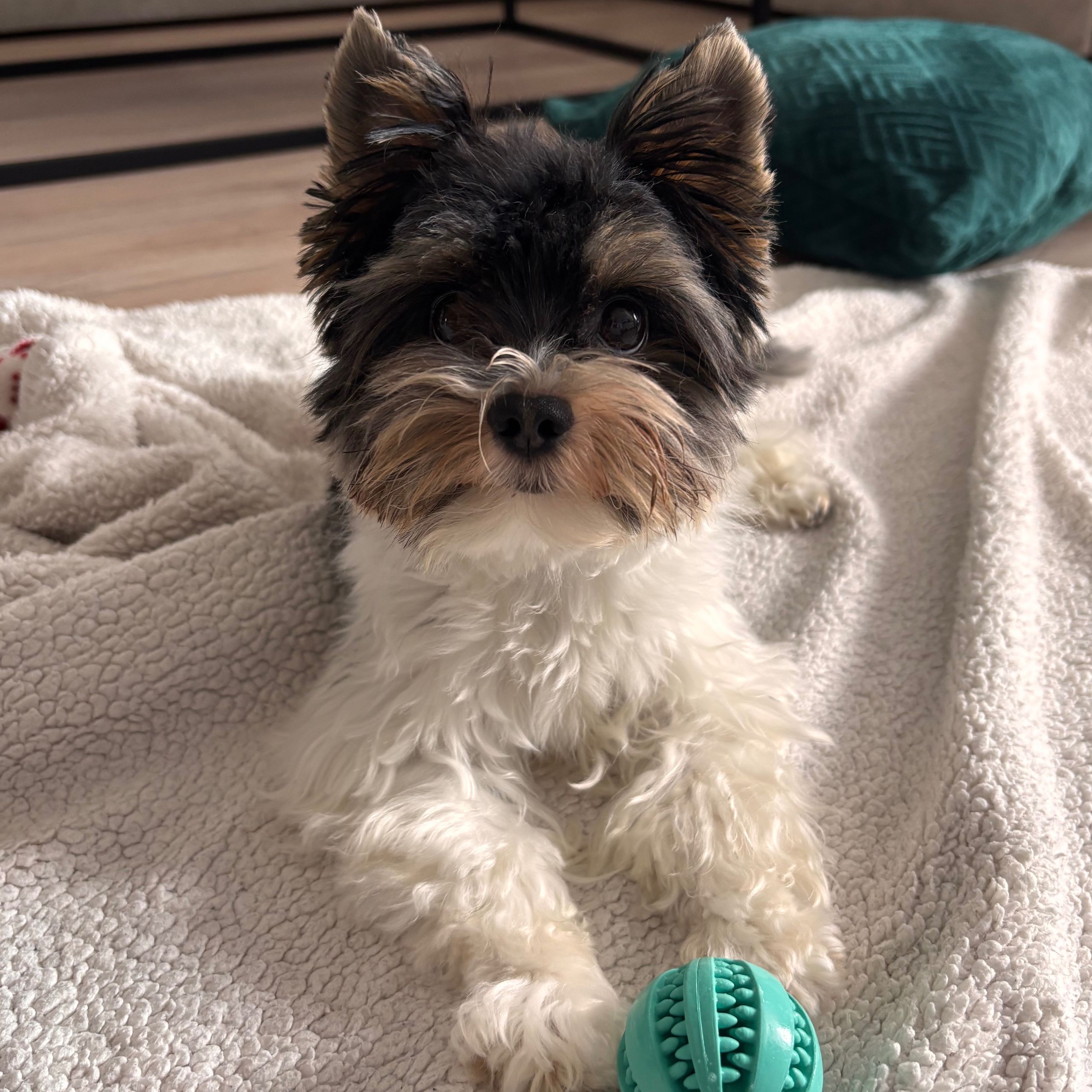 Soutěžní fotografie - Ziipp,  Yorkšírský terier