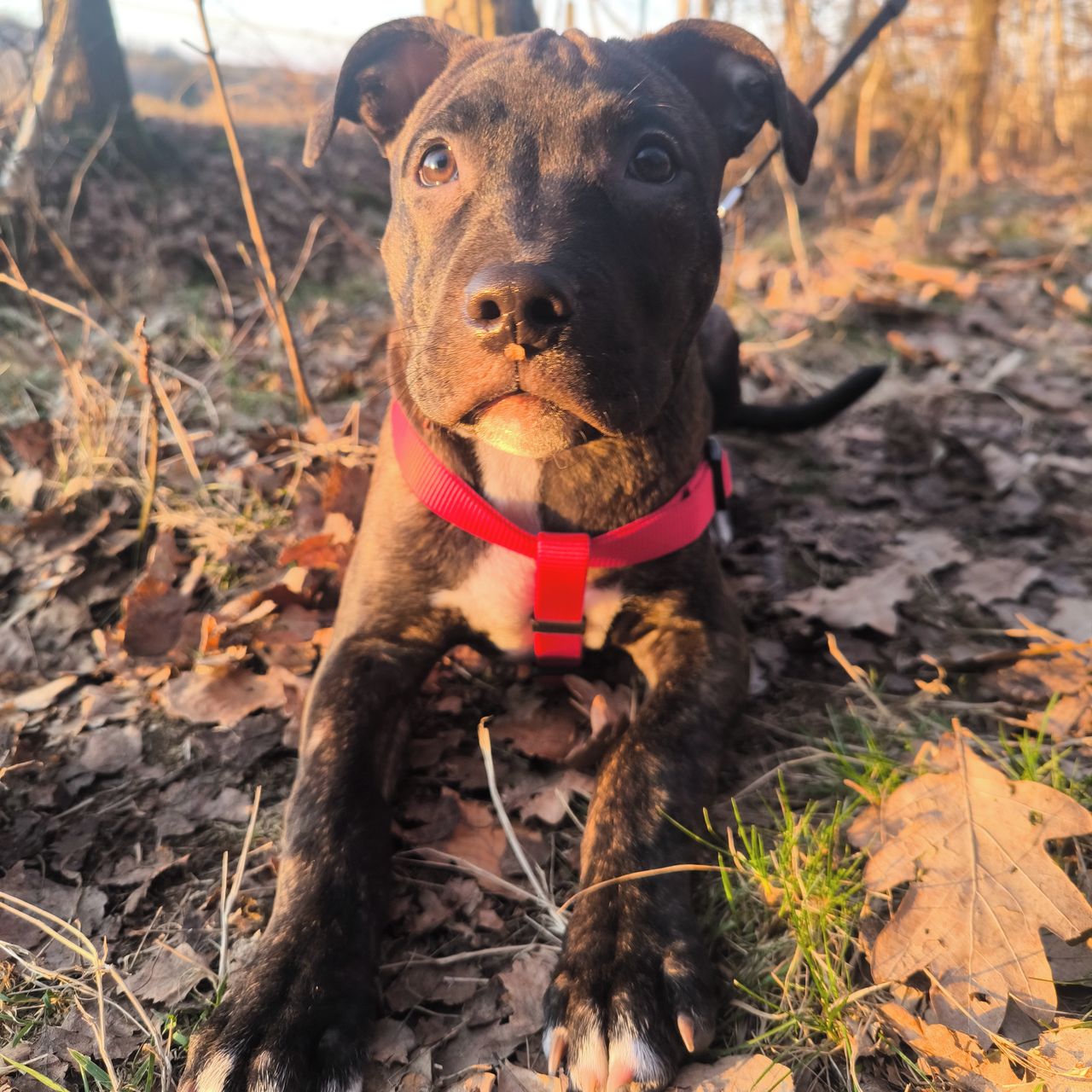 Soutěžní fotografie - Ellis,  Ostatní