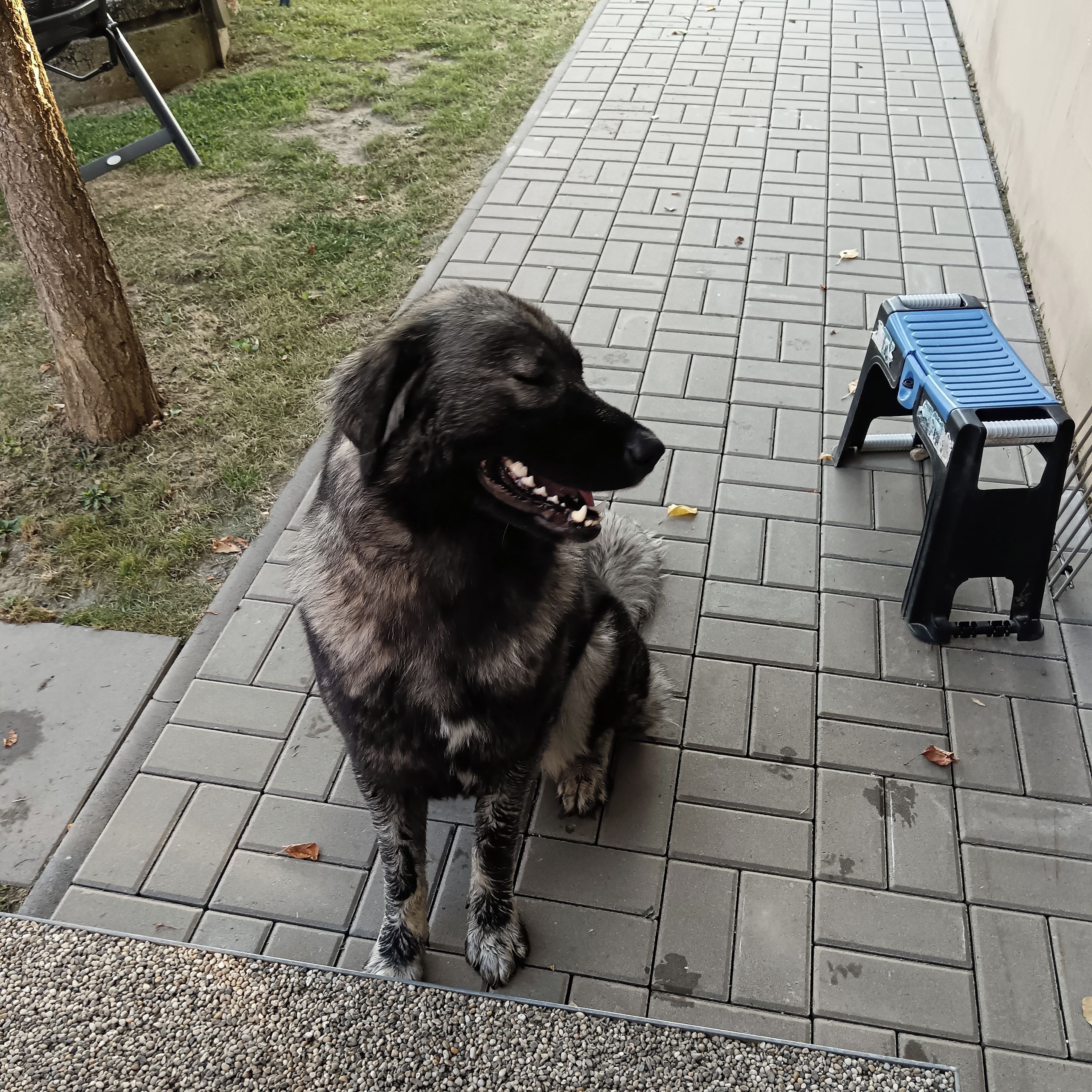 Soutěžní fotografie - Besi,  Kavkazský pastevecký pes