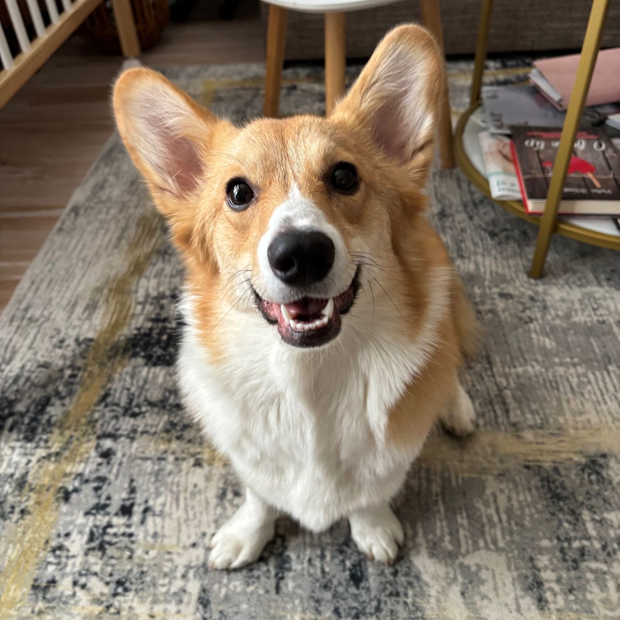 Soutěžní fotografie - Cute Cherry,  Welsh Corgi Pembroke