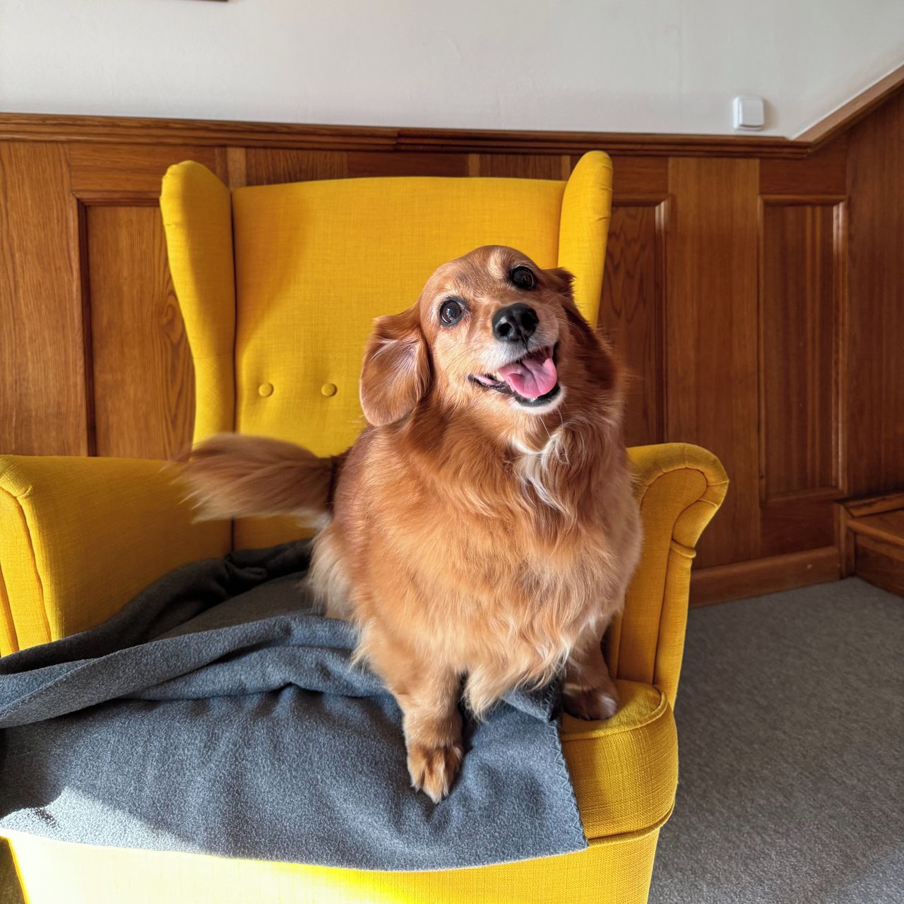 Soutěžní fotografie - Attie,  Ostatní