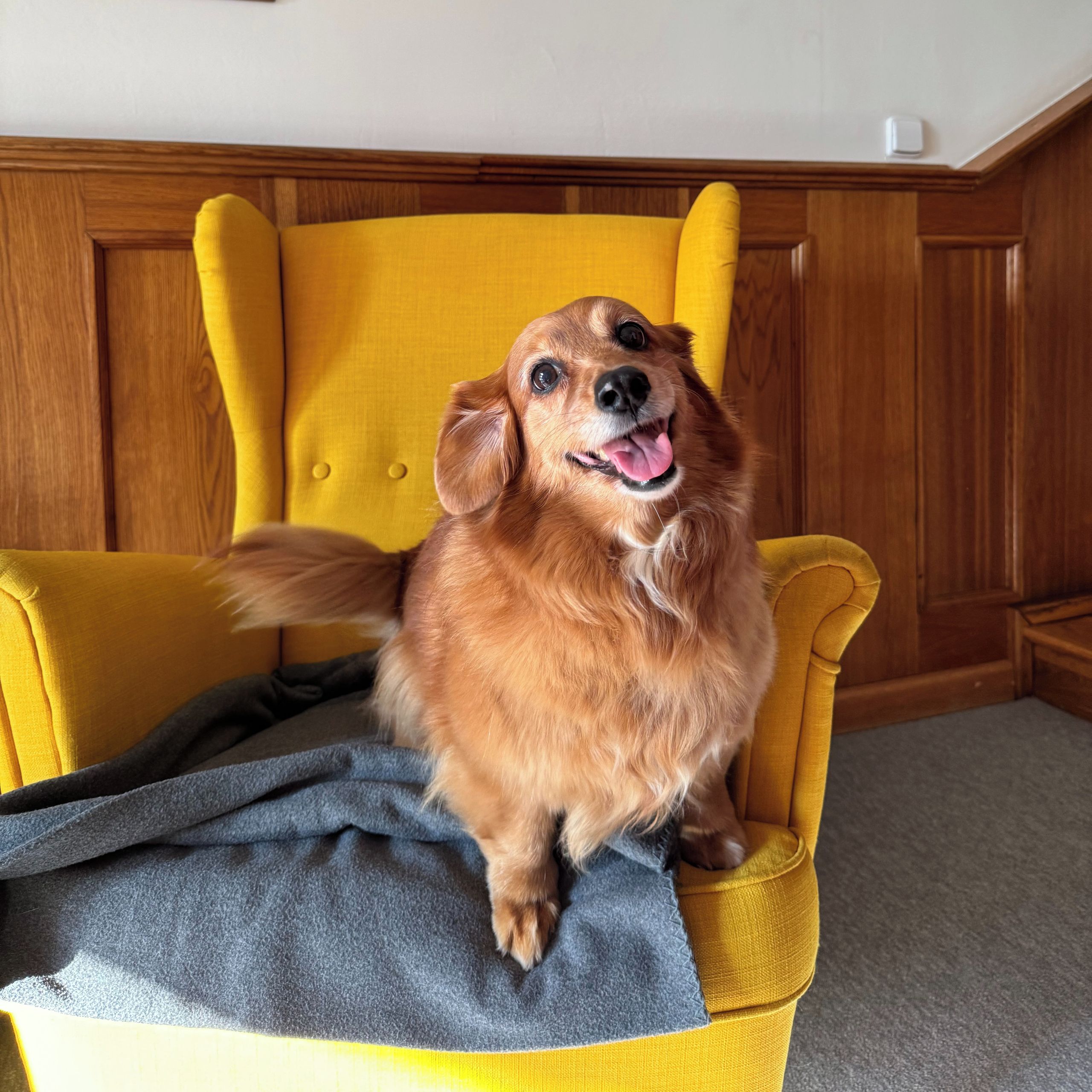 Soutěžní fotografie - Attie,  Ostatní