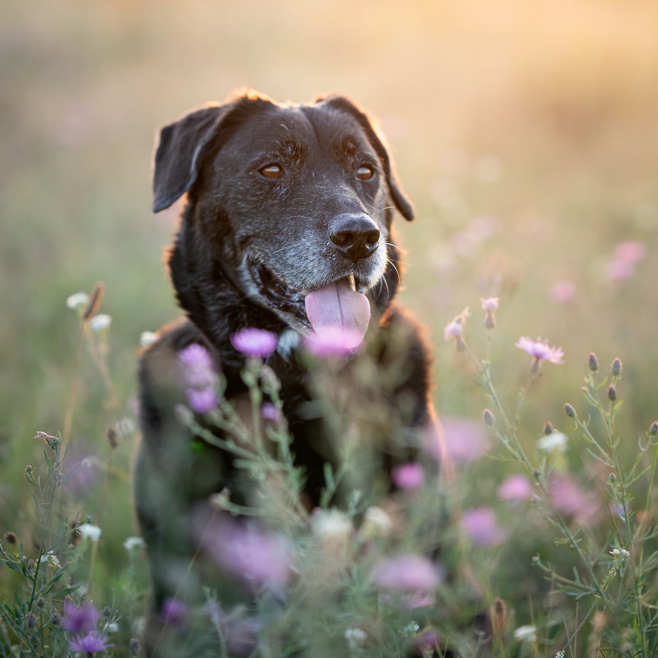 Soutěžní fotografie - Lilly,  Ostatní