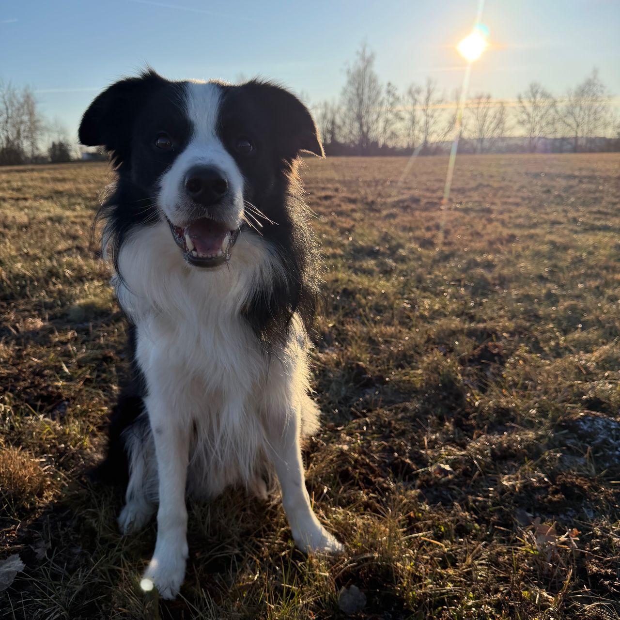 Soutěžní fotografie - Kiwi,  Border kolie