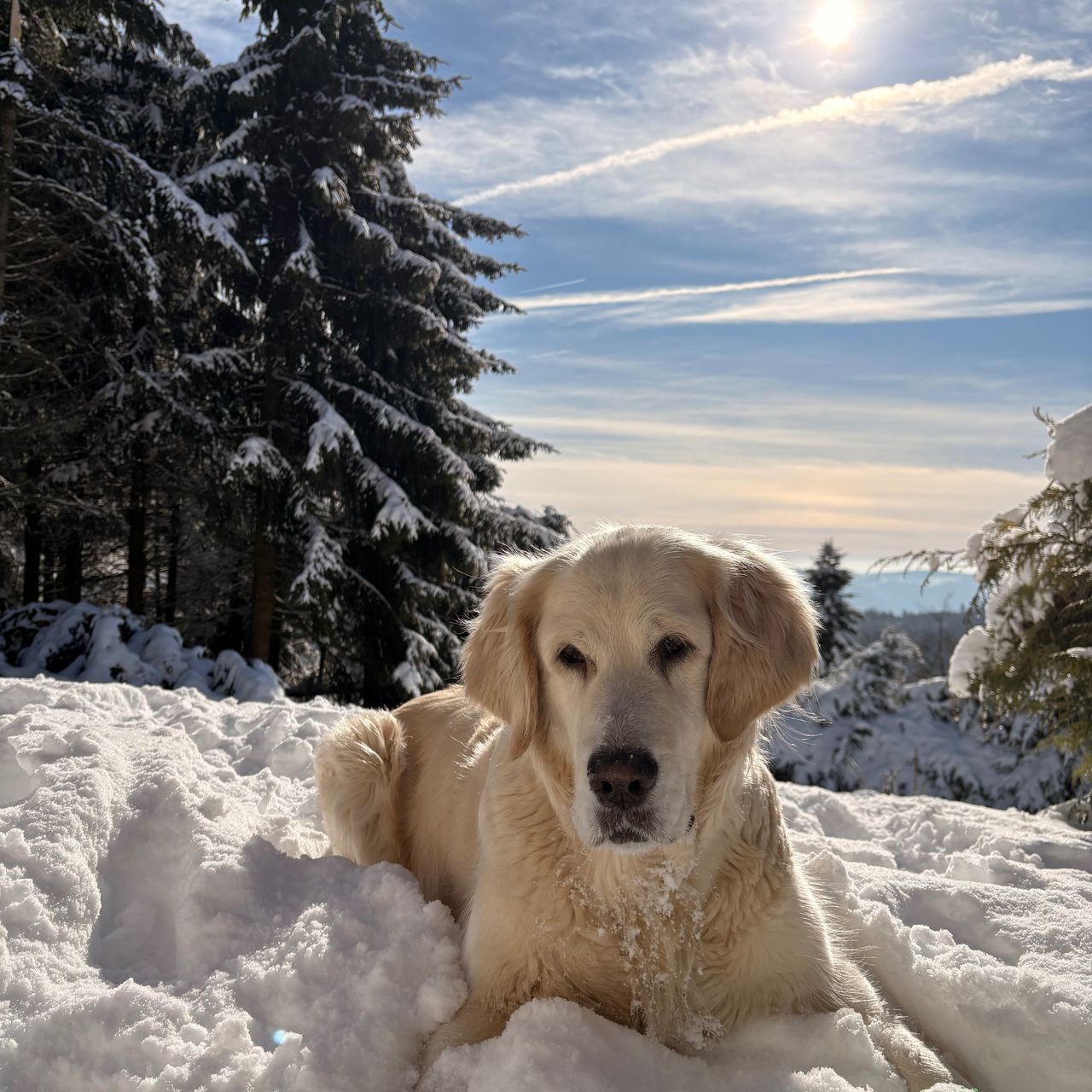 Soutěžní fotografie - Daf,  Zlatý retriever
