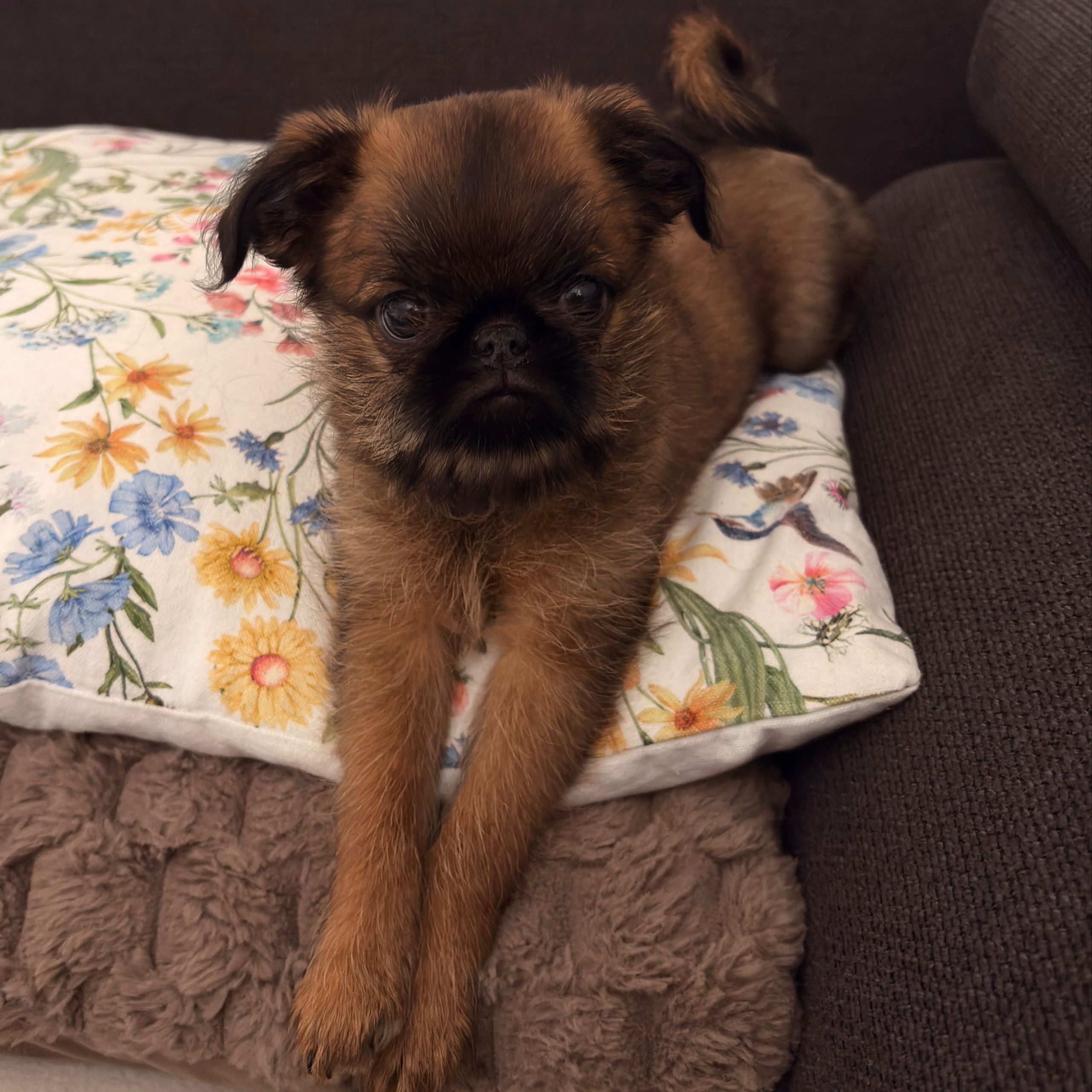 Soutěžní fotografie - Pedro Zorro Rolsvi,  Bruselský grifonek