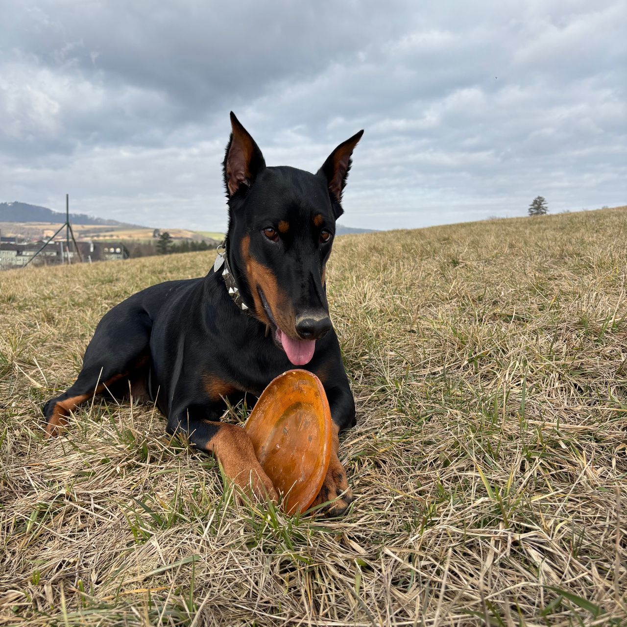 Soutěžní fotografie - Dior,  Dobrman