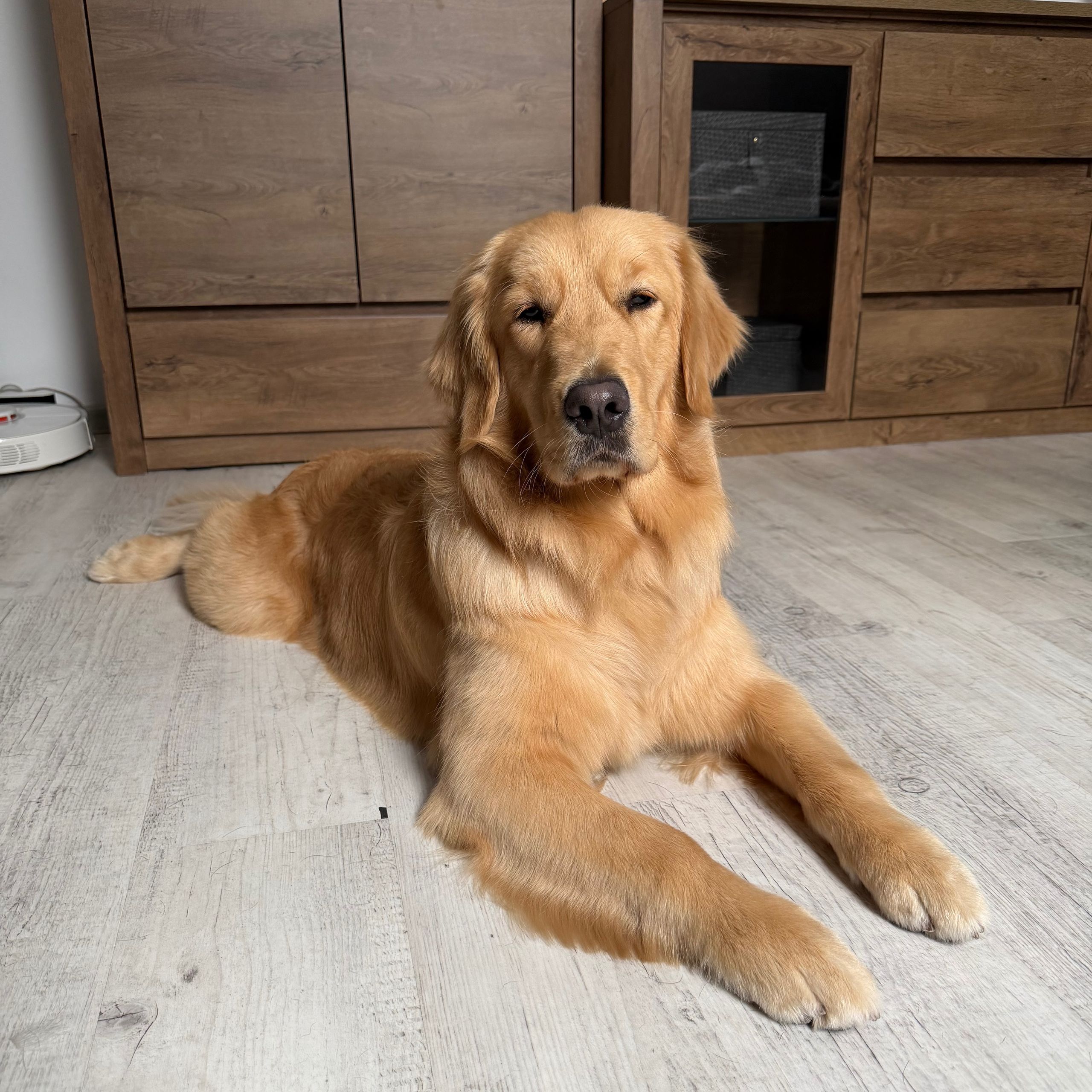 Soutěžní fotografie - Lady,  Zlatý retriever