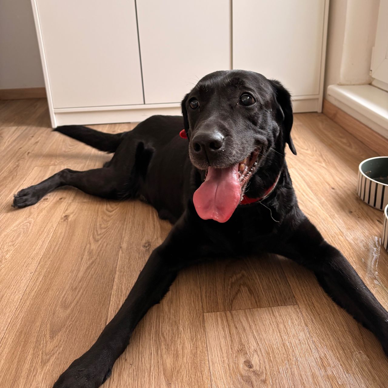 Soutěžní fotografie - Kleopatra,  Labradorský retriever