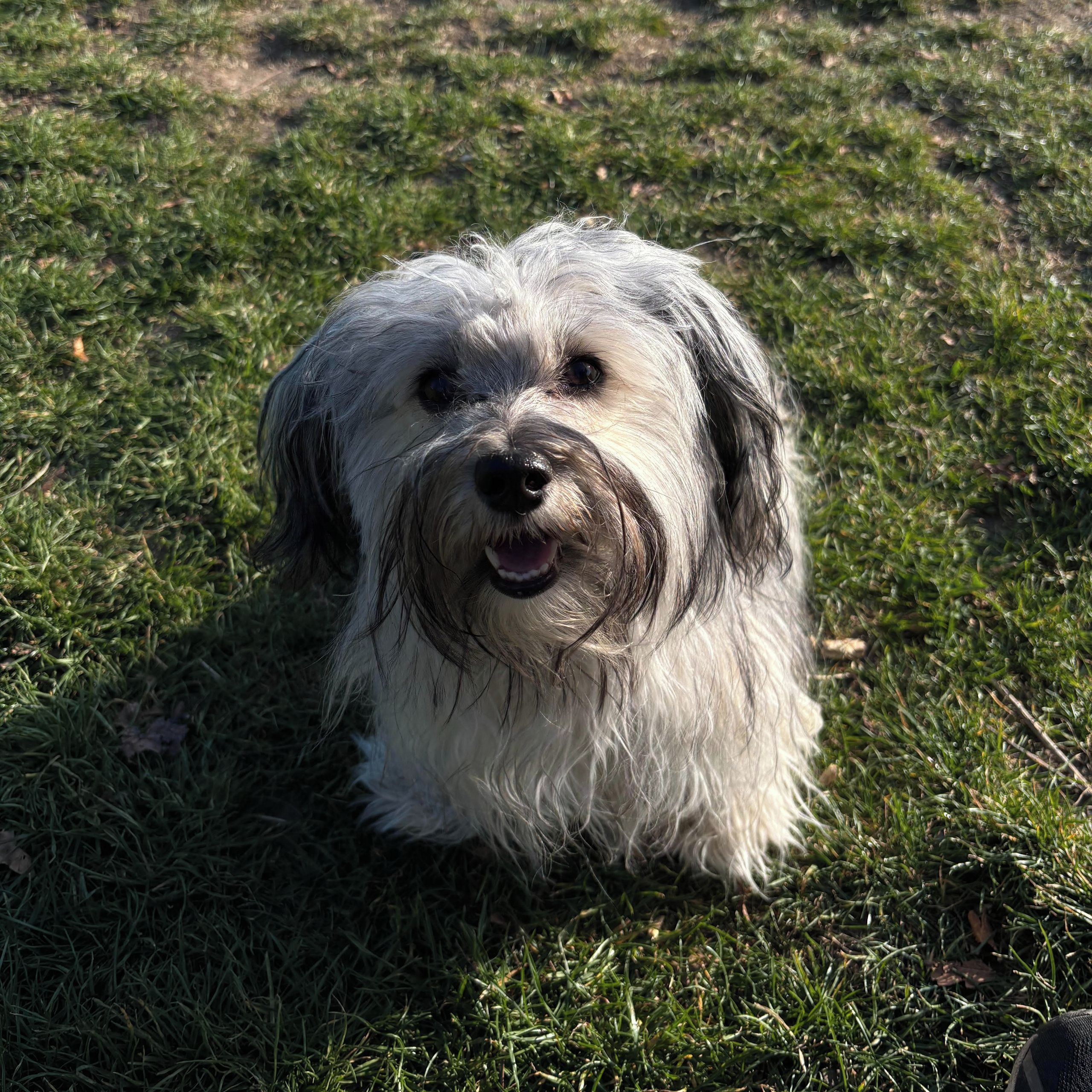 Soutěžní fotografie - Lilly,  Havanský psík