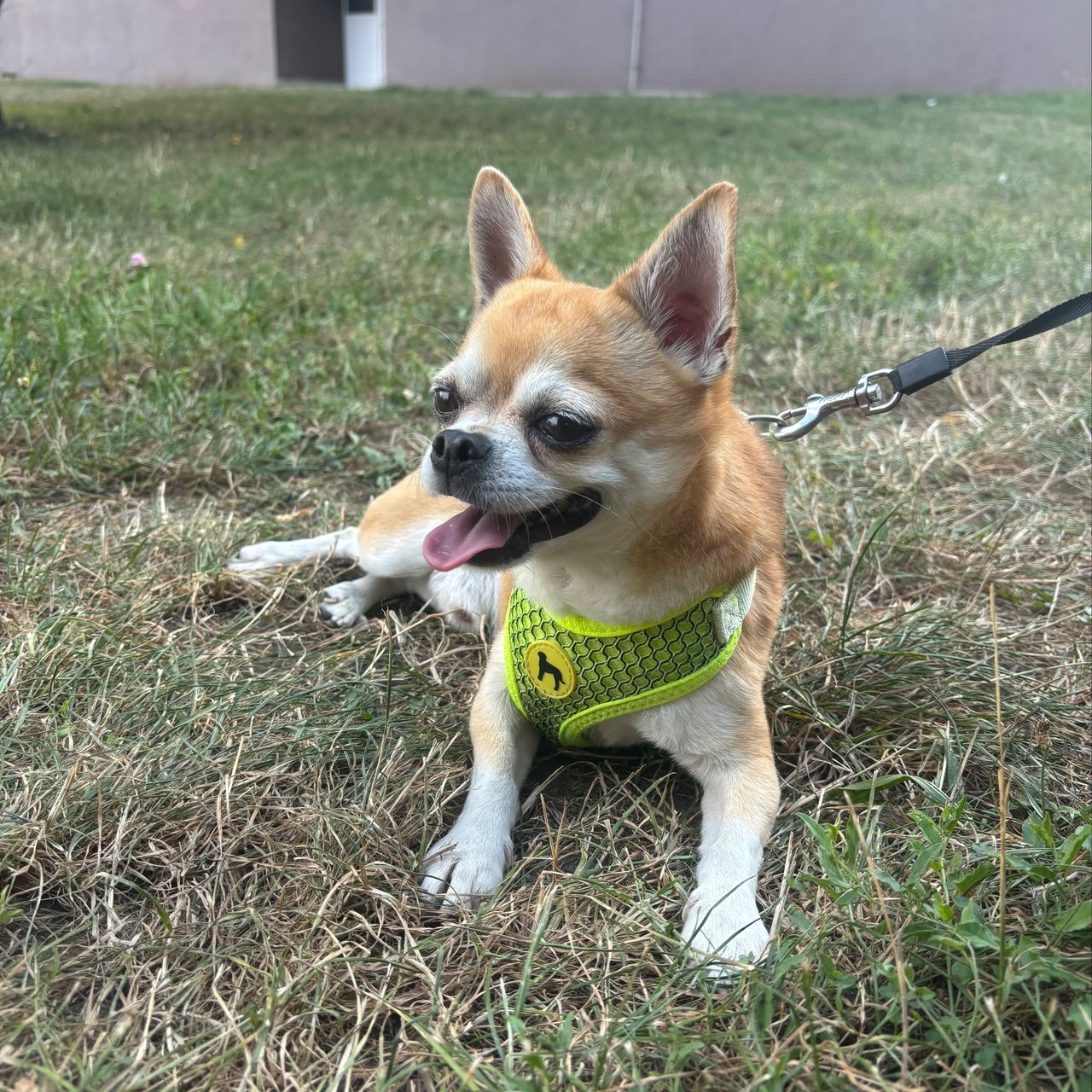 Soutěžní fotografie - Archie,  Čivava krátkosrstá