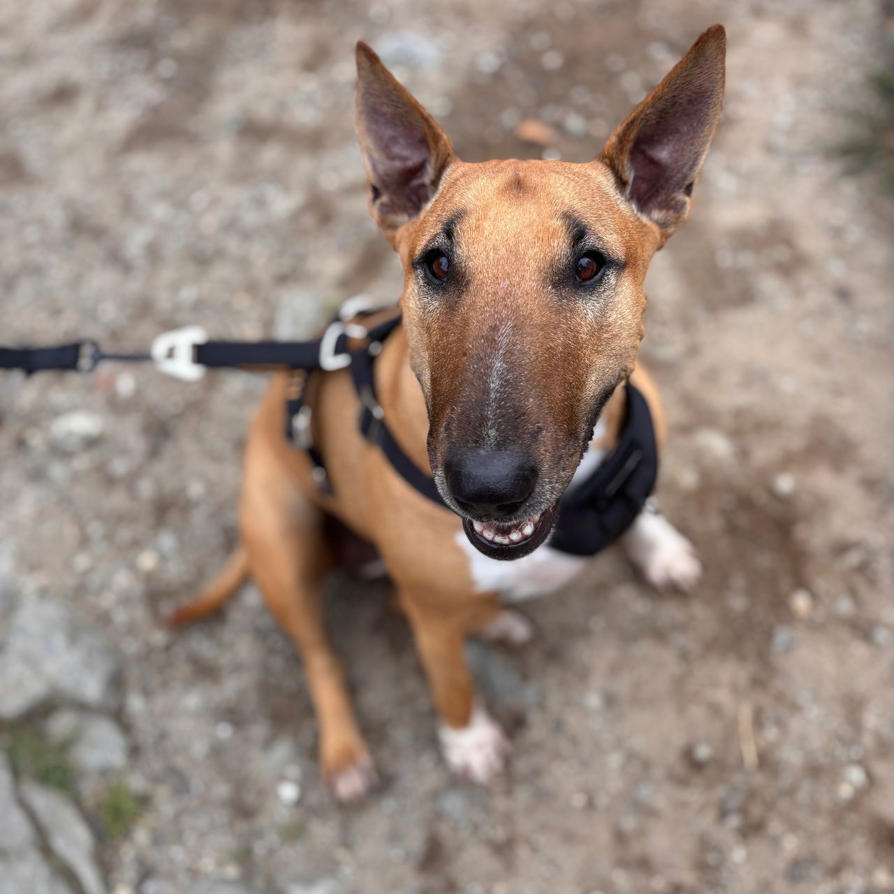 Soutěžní fotografie - JJ,  Bulteriér
