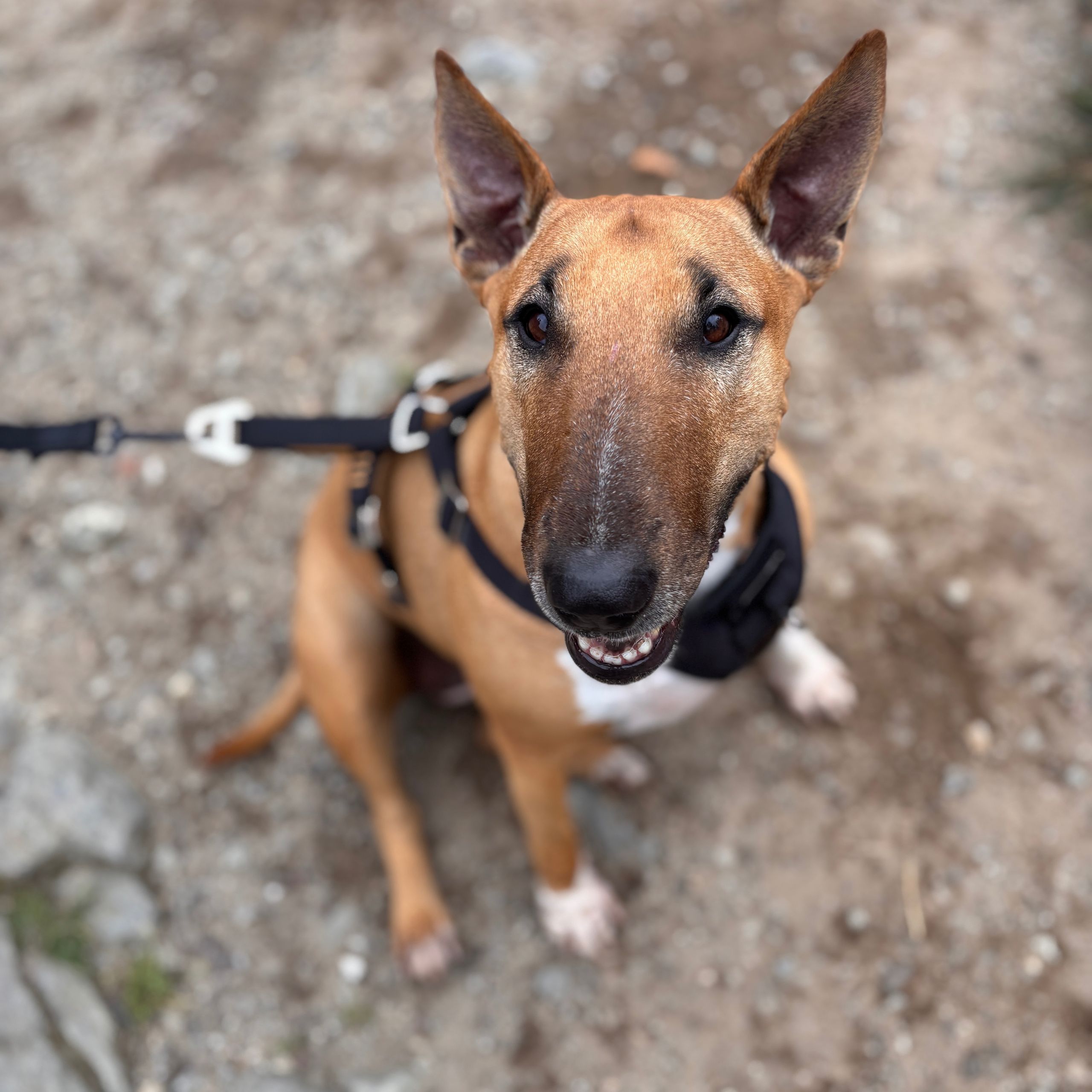 Soutěžní fotografie - JJ,  Bulteriér