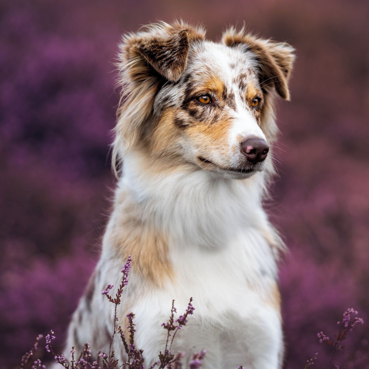 Soutěžní fotografie - Bonnie,  Australský ovčák