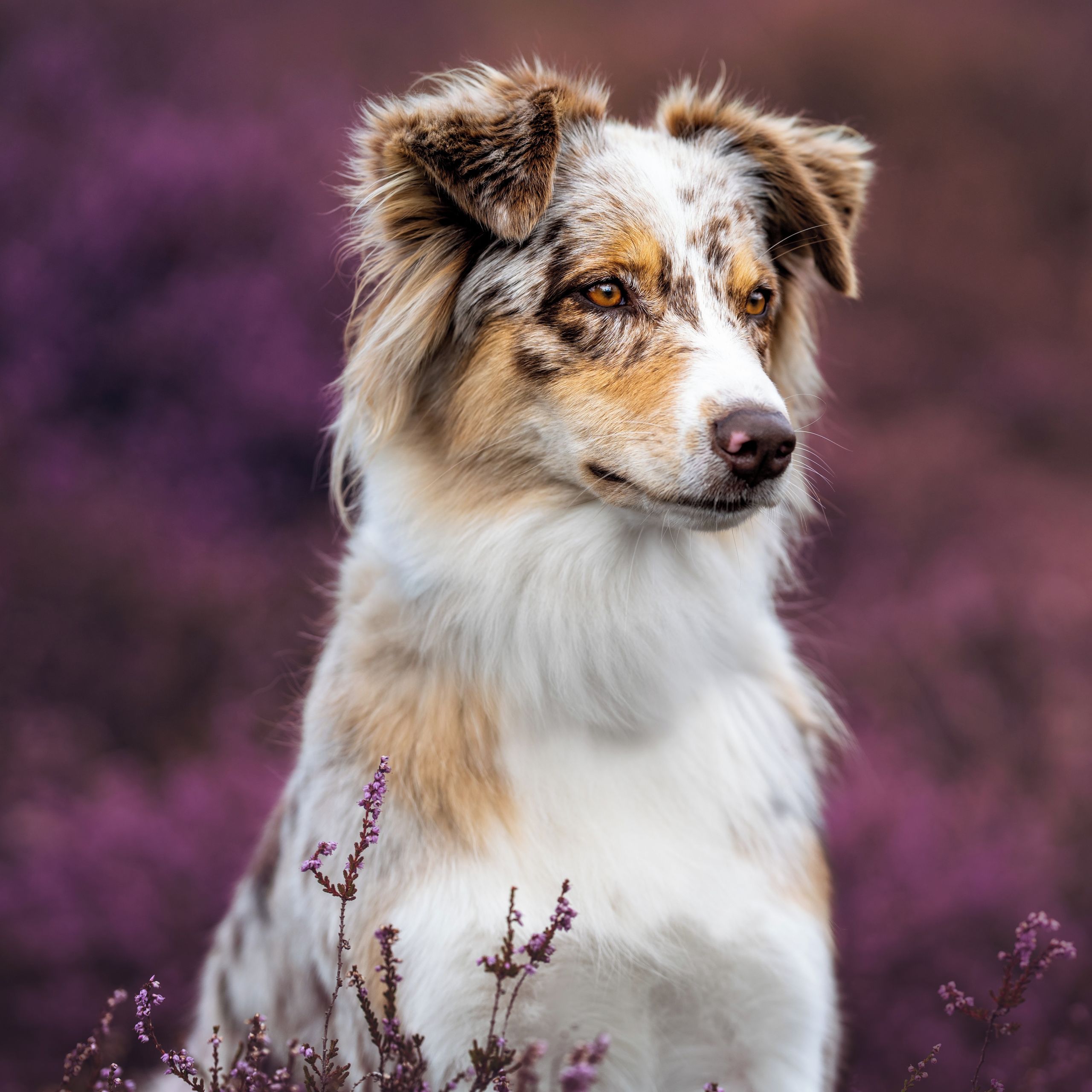 Soutěžní fotografie - Bonnie,  Australský ovčák