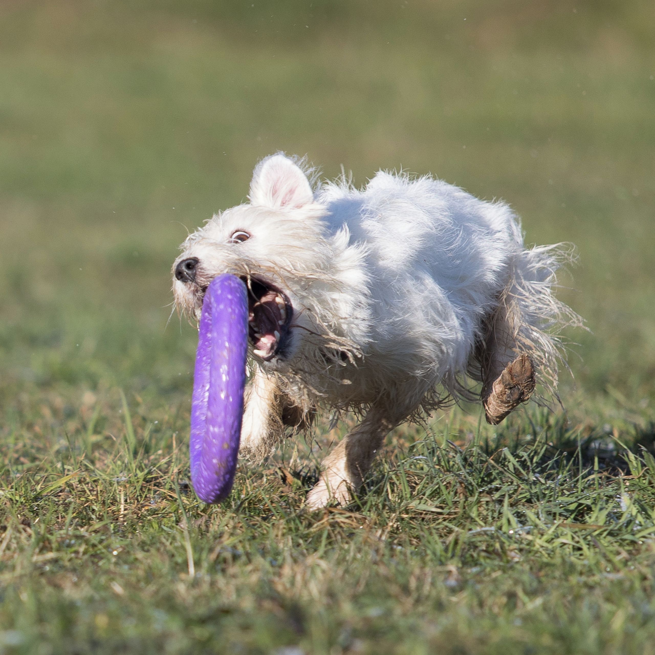 Soutěžní fotografie - Ewa,  Parson Russell Teriér