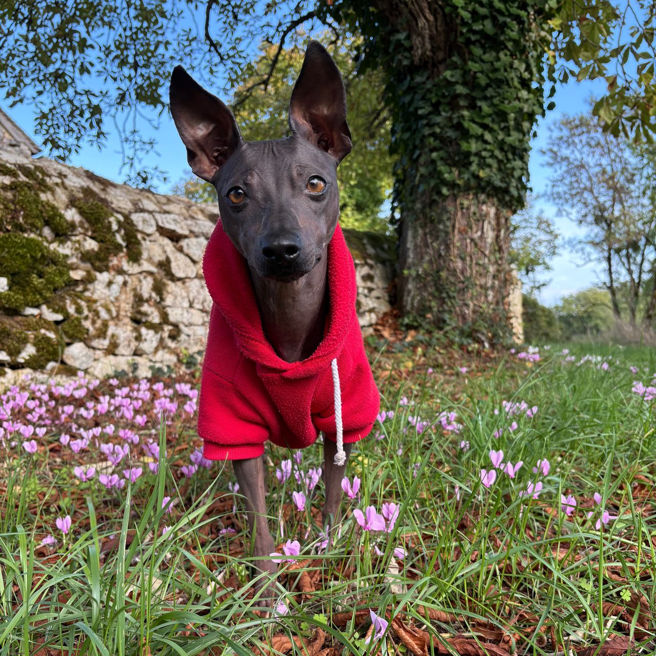 Soutěžní fotografie - Naru,  Americký bezsrstý terier