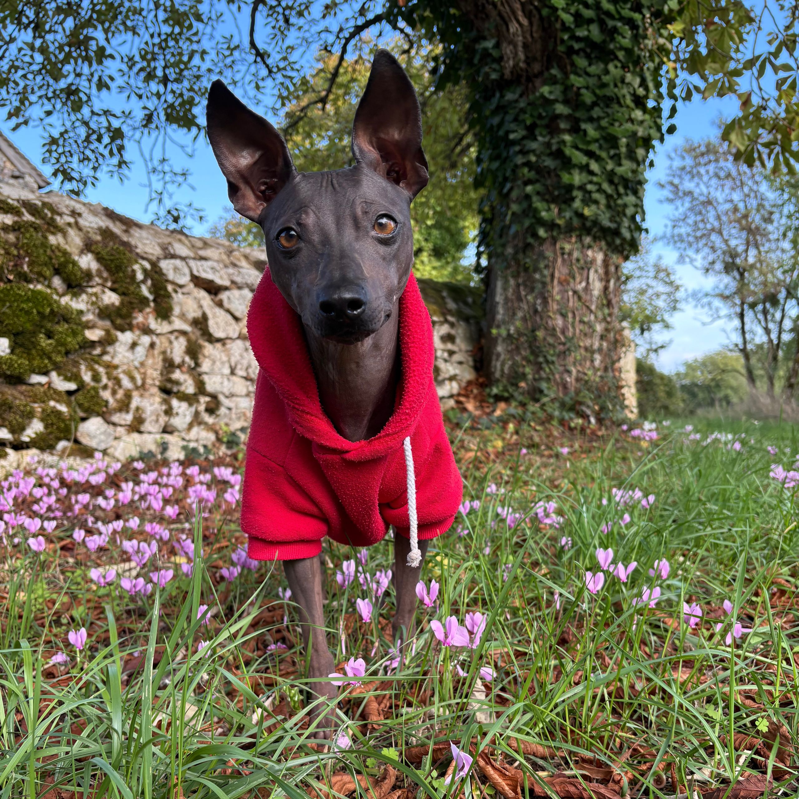Soutěžní fotografie - Naru,  Americký bezsrstý terier