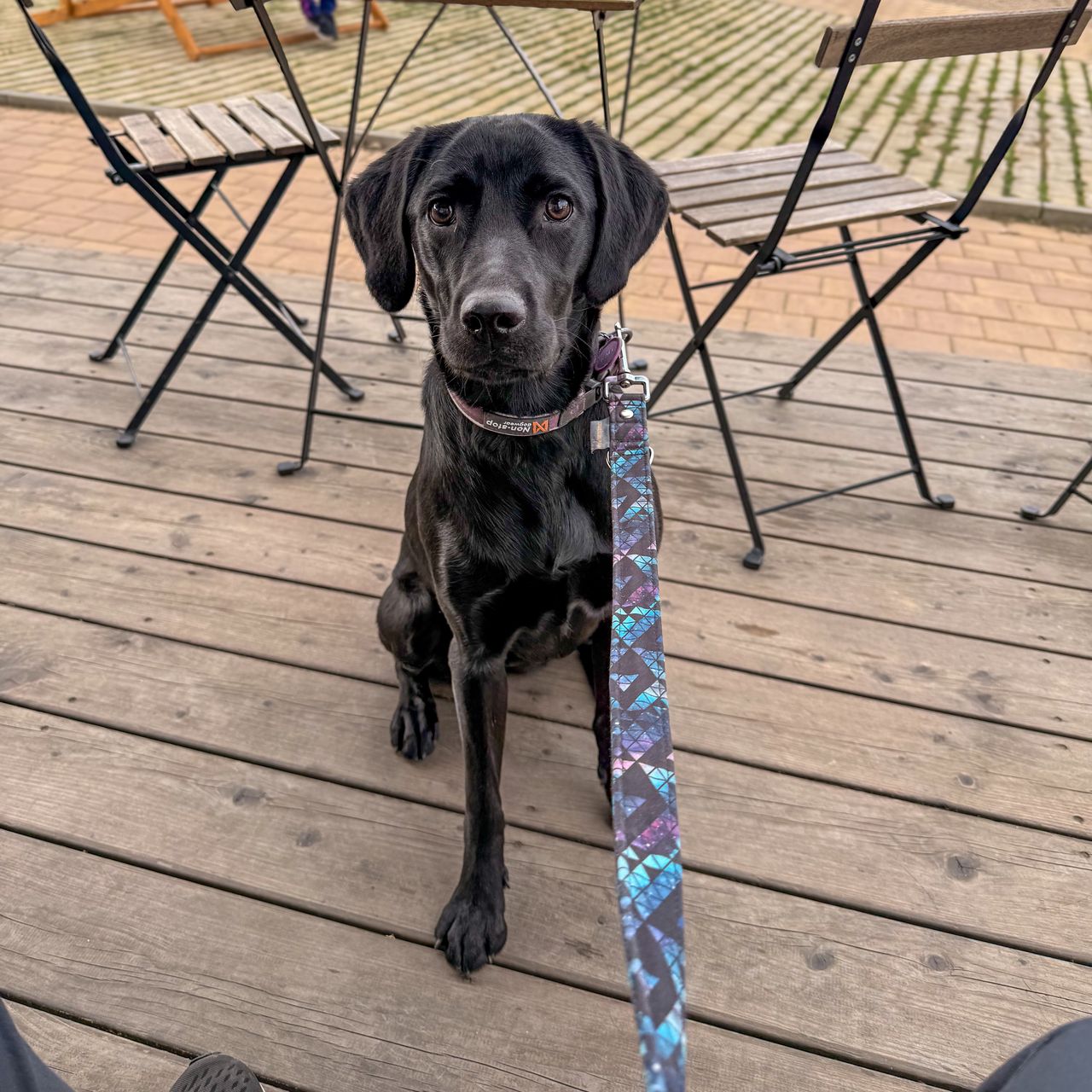 Soutěžní fotografie - Kali,  Labradorský retriever