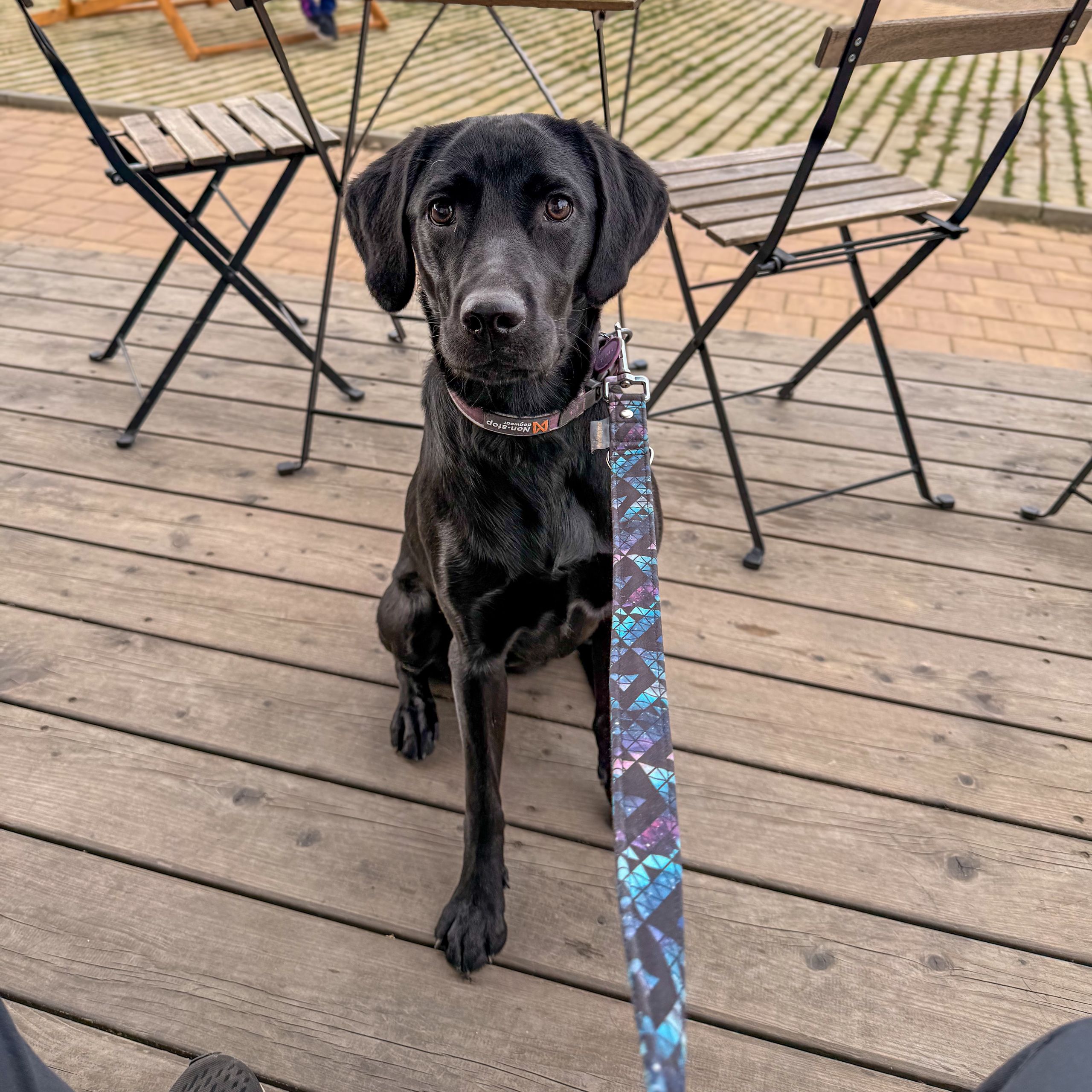Soutěžní fotografie - Kali,  Labradorský retriever