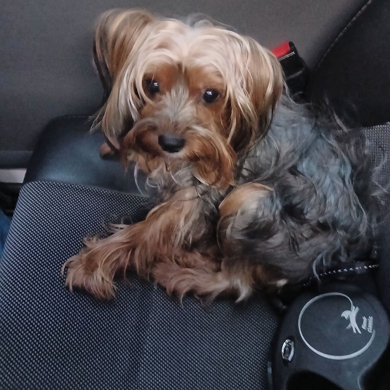 Soutěžní fotografie - Jerry,  Yorkšírský terier