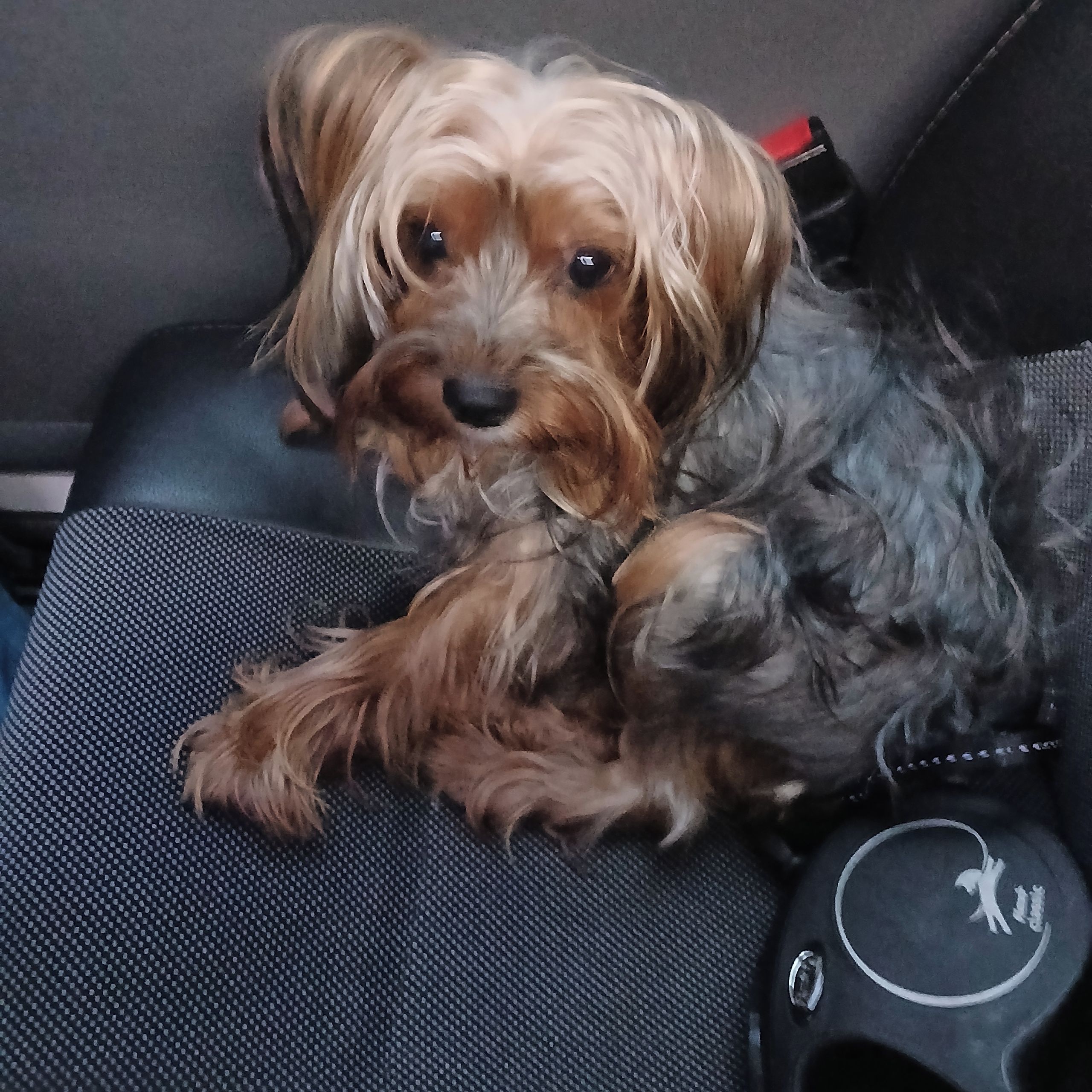 Soutěžní fotografie - Jerry,  Yorkšírský terier