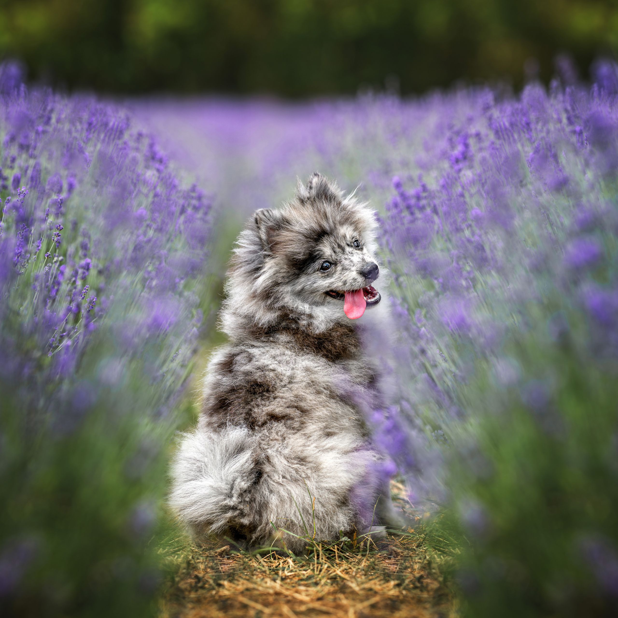 Soutěžní fotografie - Luffy,  Německý špic malý