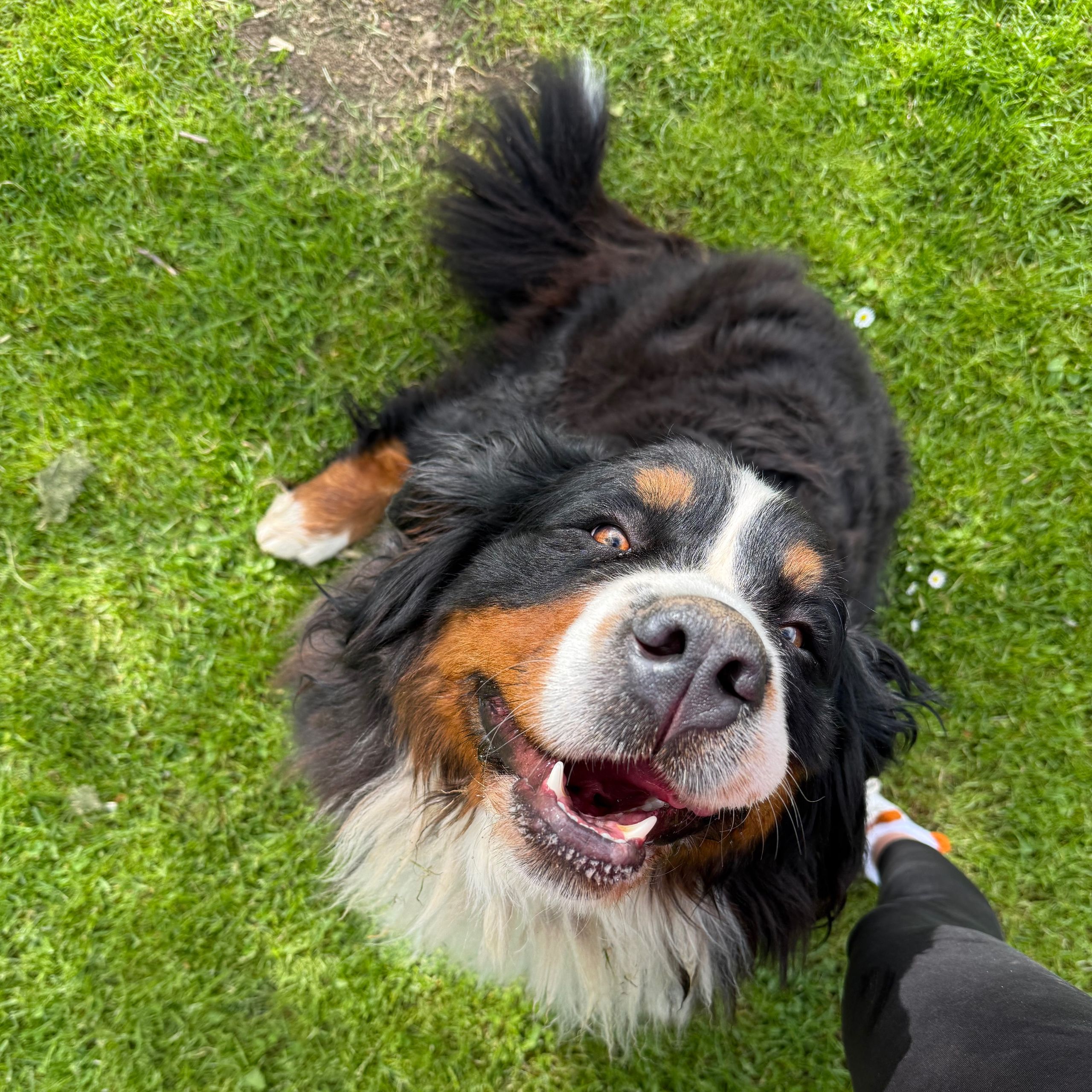 Soutěžní fotografie - Hannah,  Bernský salašnický pes