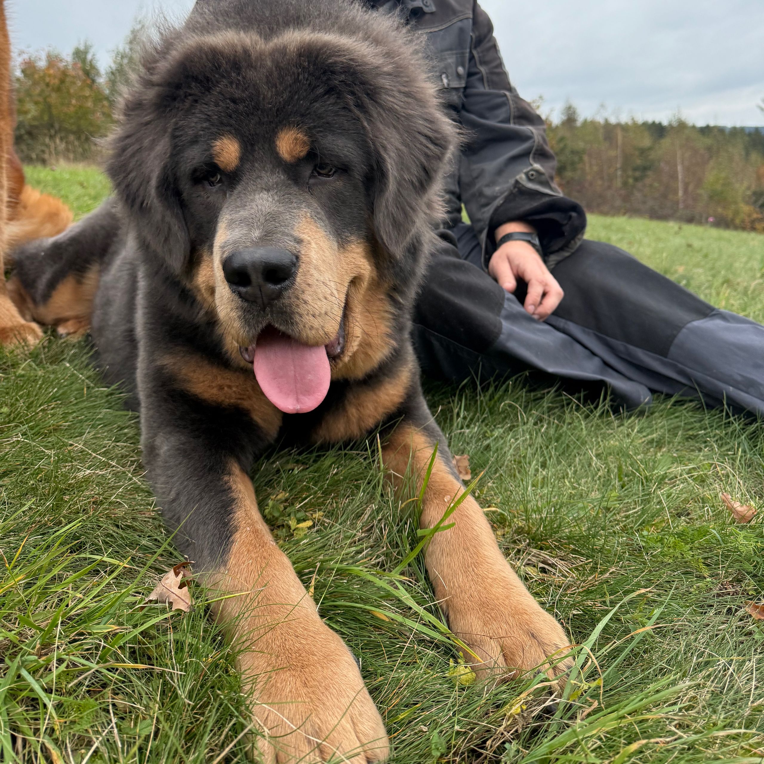 Soutěžní fotografie - Don Diego,  Tibetská doga