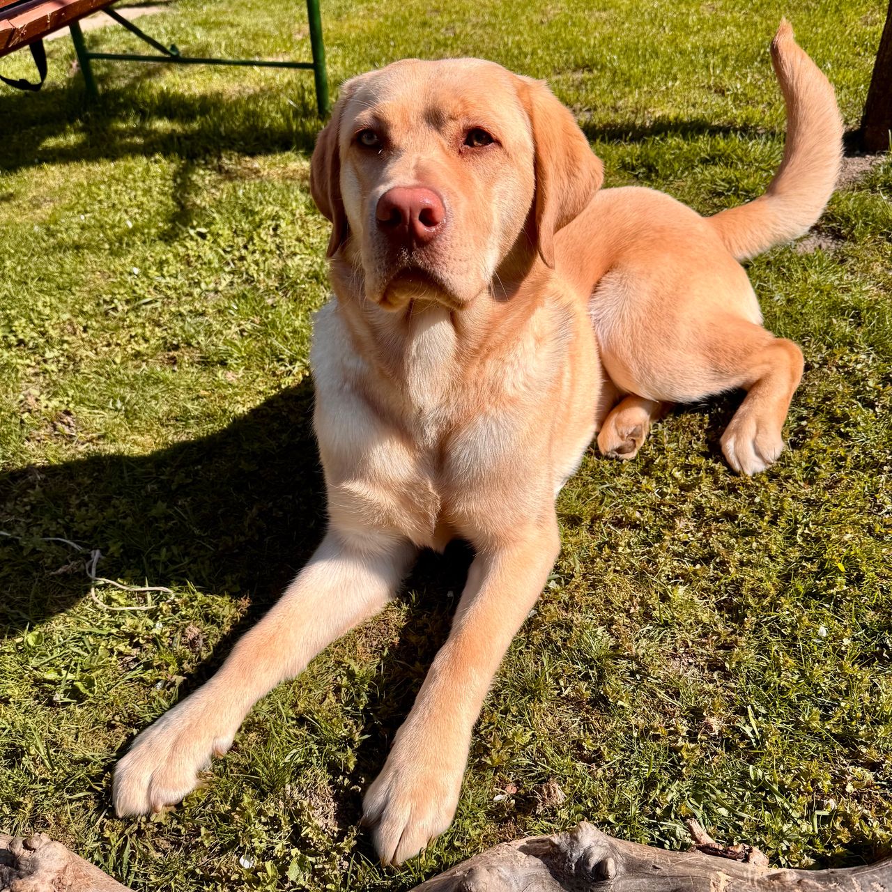 Soutěžní fotografie - Bucky,  Labradorský retriever