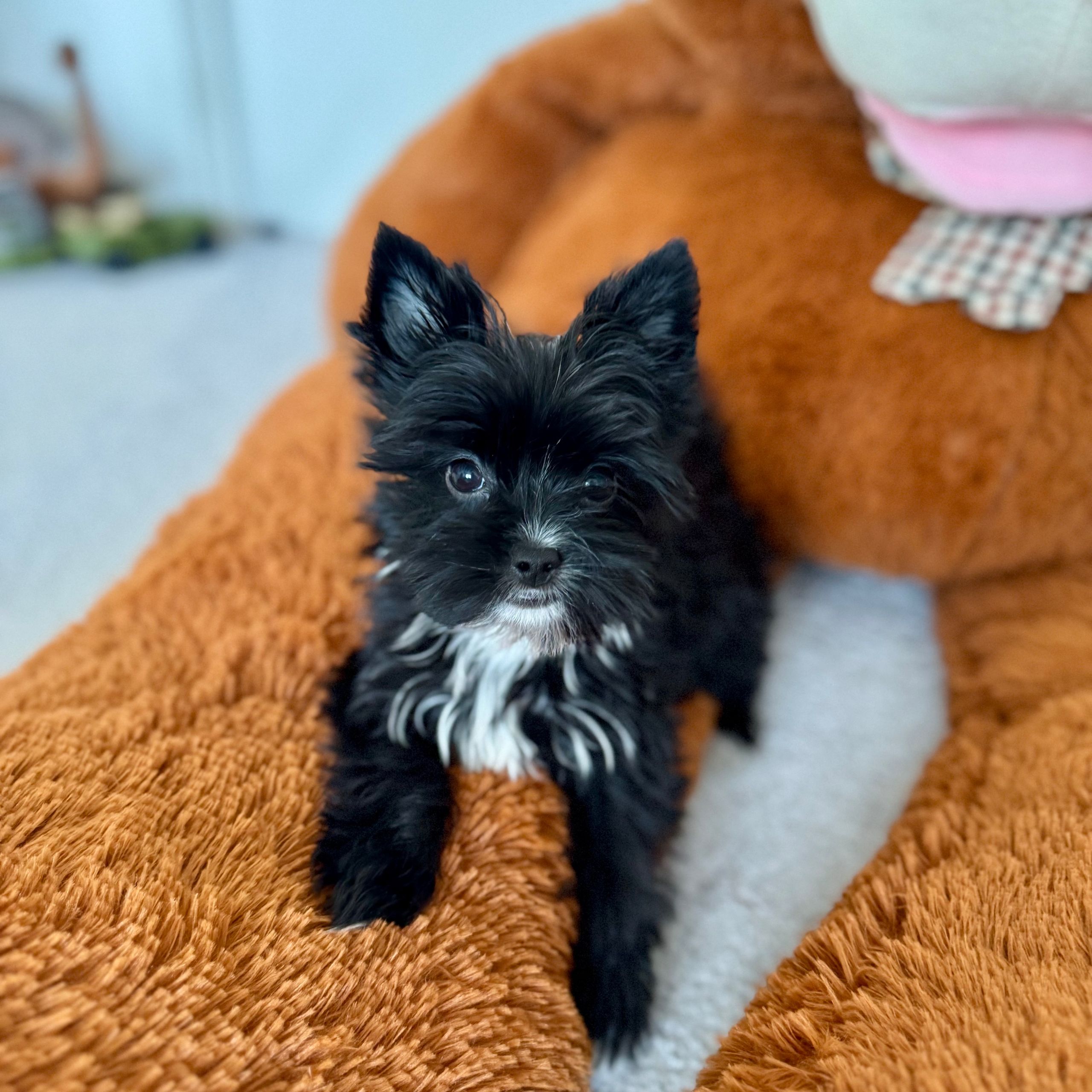 Soutěžní fotografie - Eliška,  Yorkšírský terier