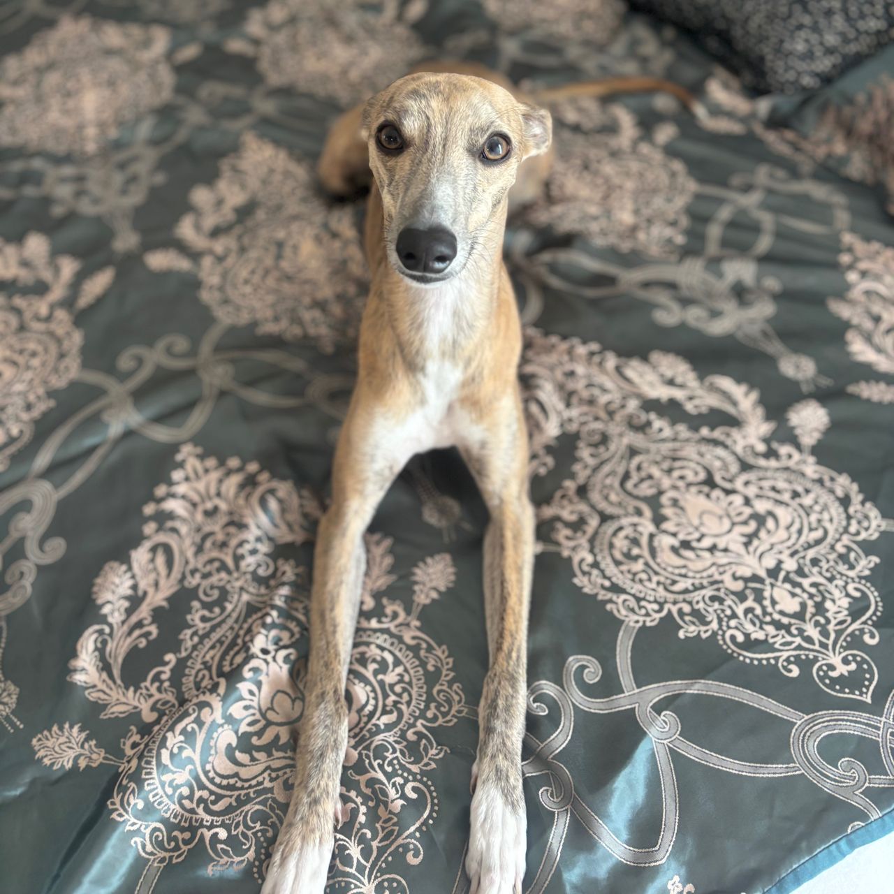 Soutěžní fotografie - Jackie,  Whippet