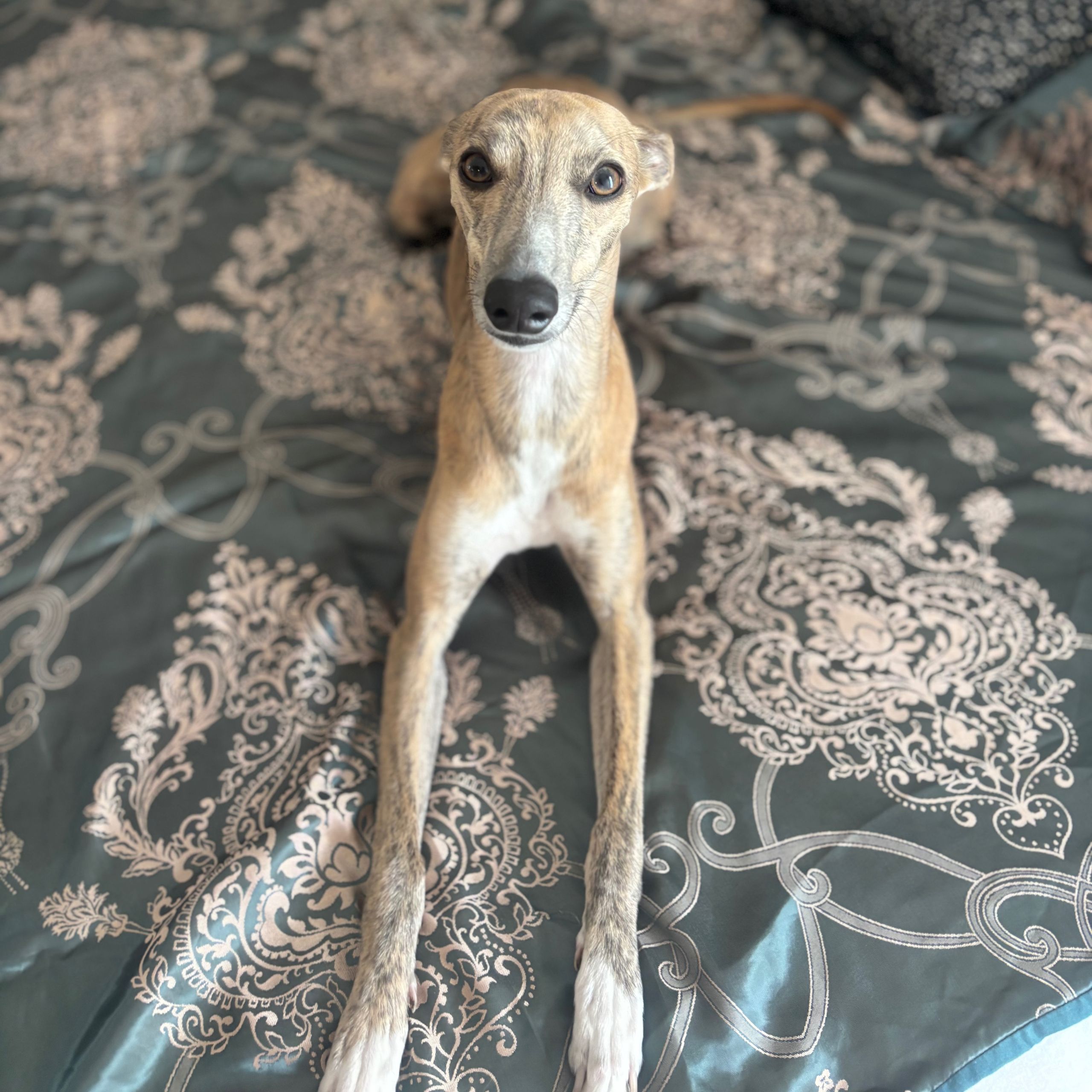 Soutěžní fotografie - Jackie,  Whippet