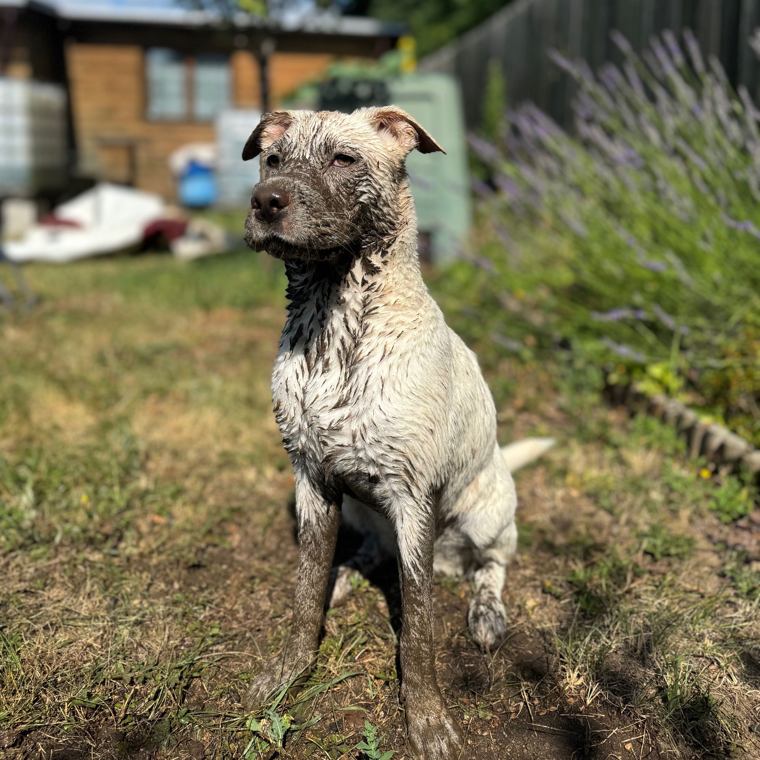 Soutěžní fotografie - Maya,  Ostatní