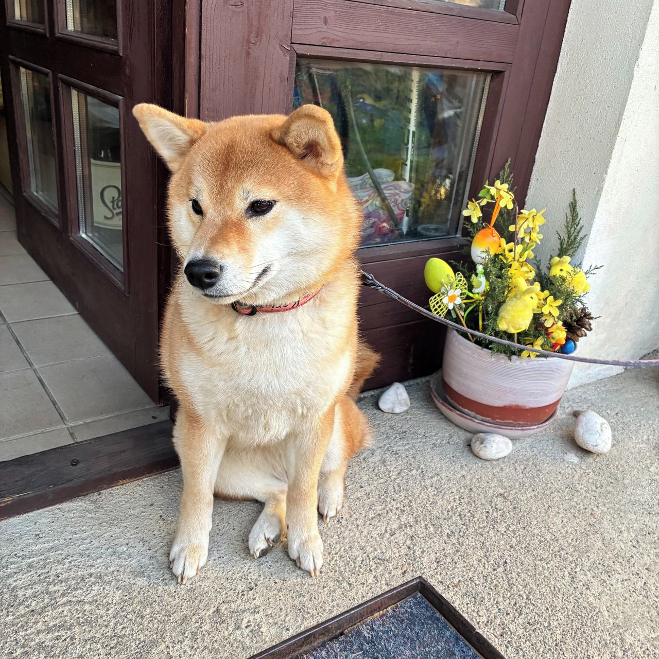 Soutěžní fotografie - Kari,  Shiba